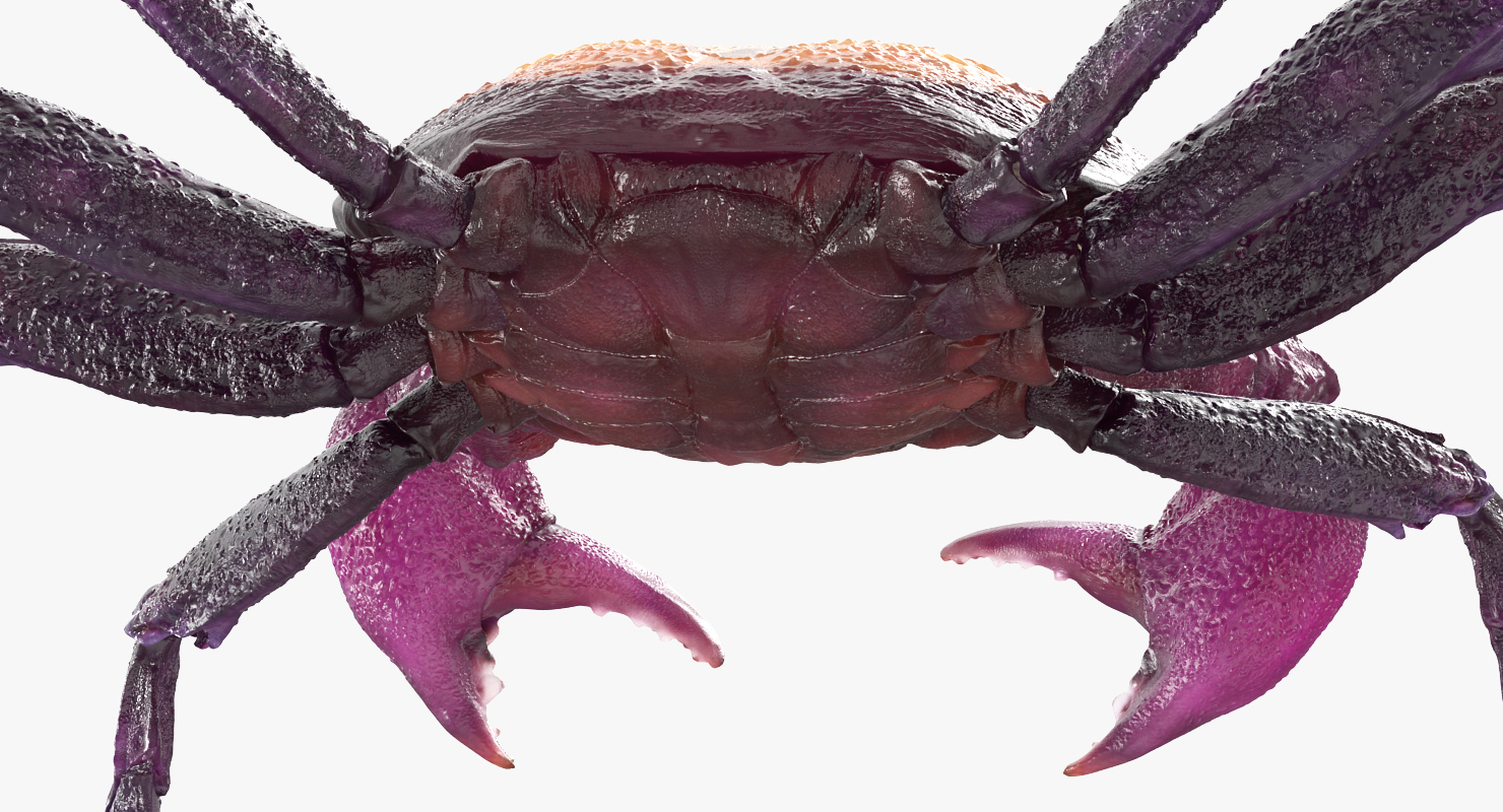 Vampire Crab Geosesarma Dennerle 3D