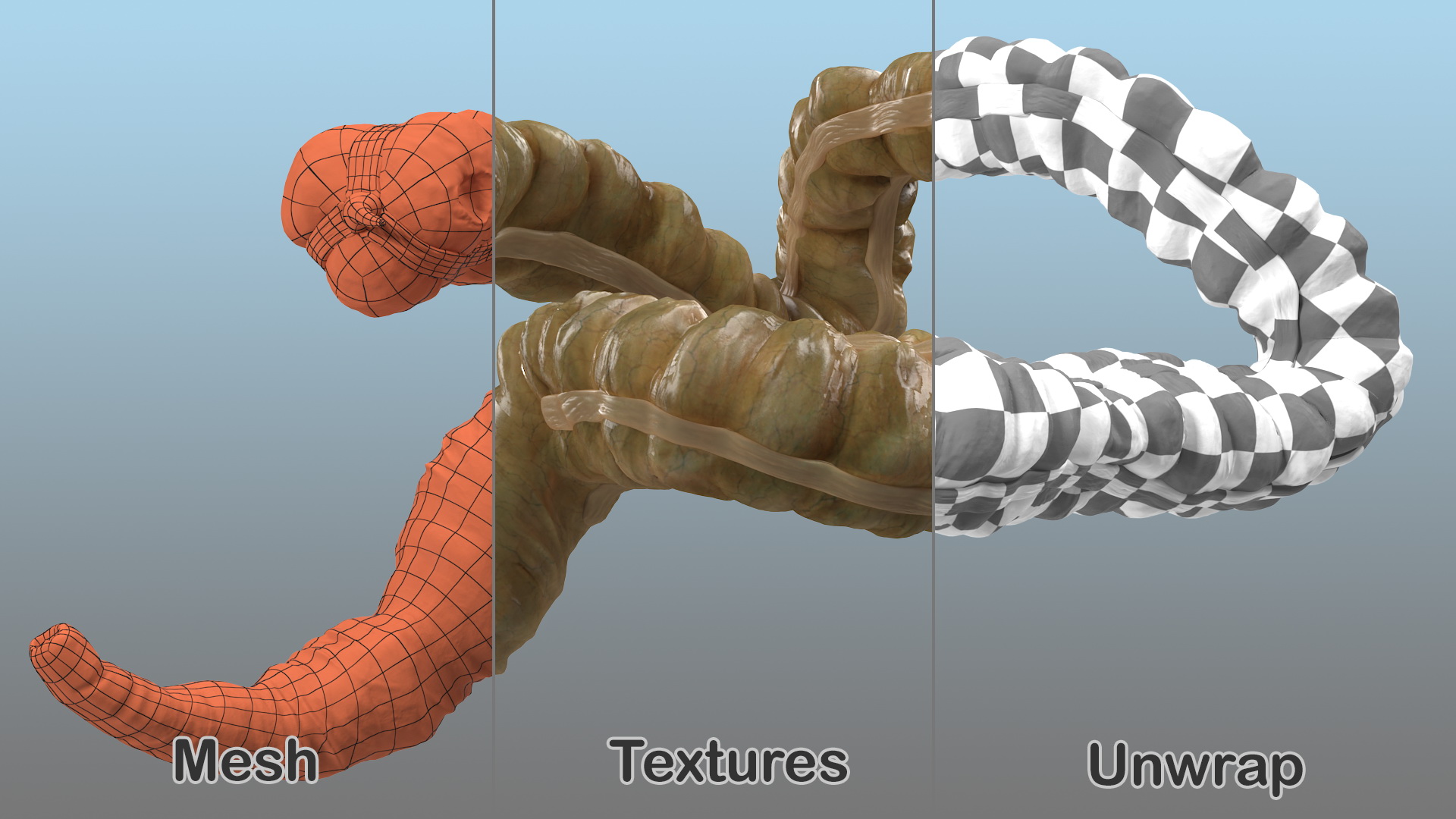 3D Human Colon