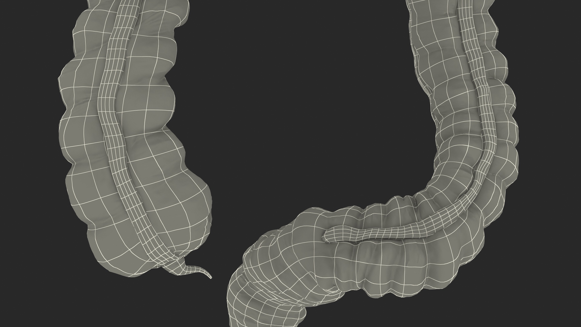 3D Human Colon