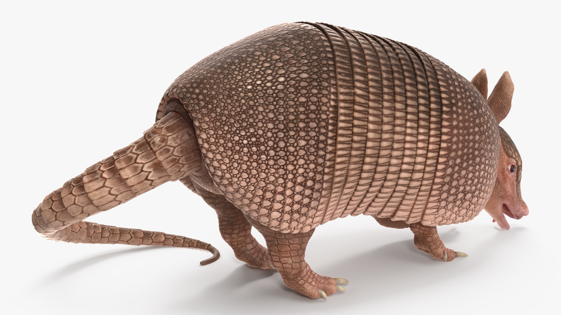 3D model Armadillo Pink Rigged for Cinema 4D