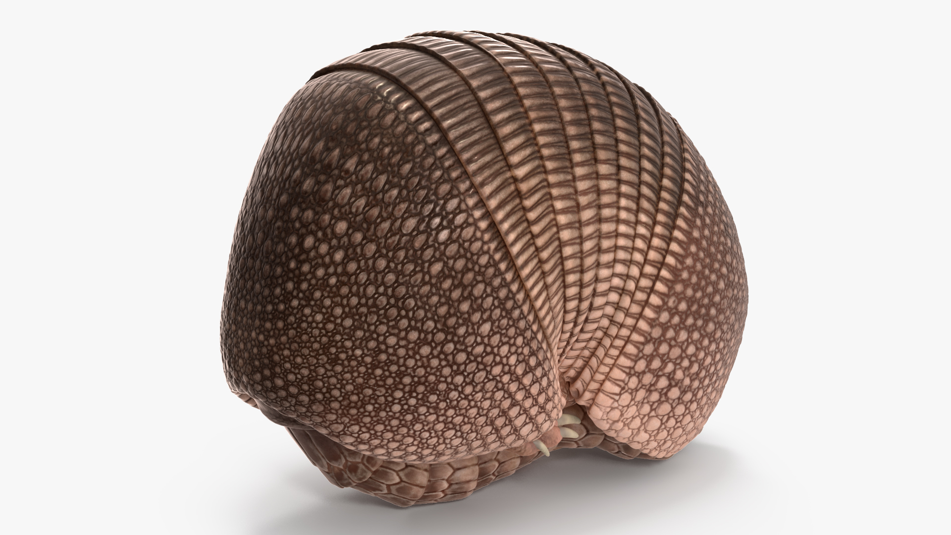 3D model Armadillo Pink Rigged for Cinema 4D