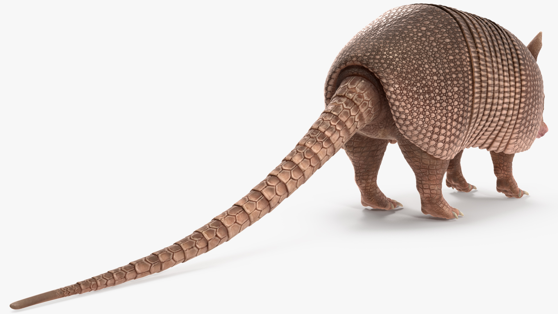 3D model Armadillo Pink Rigged for Cinema 4D