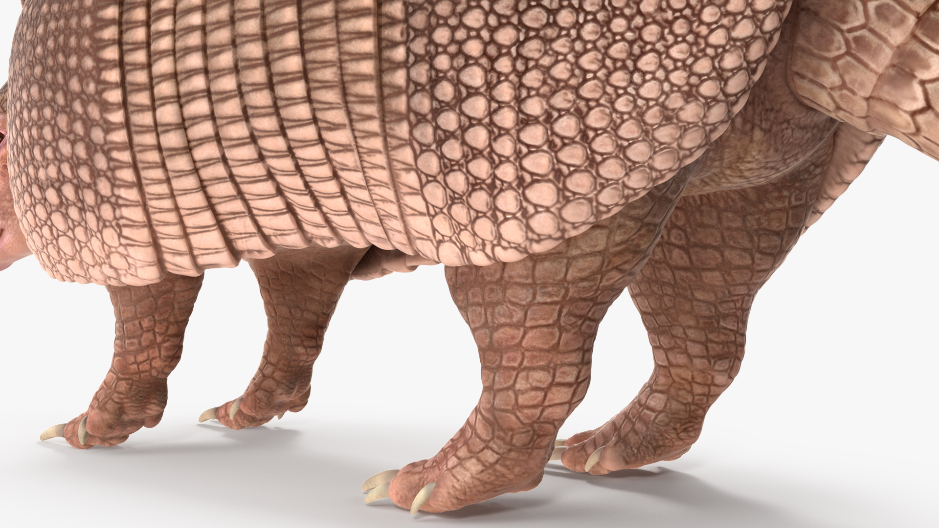 3D model Armadillo Pink Rigged for Cinema 4D