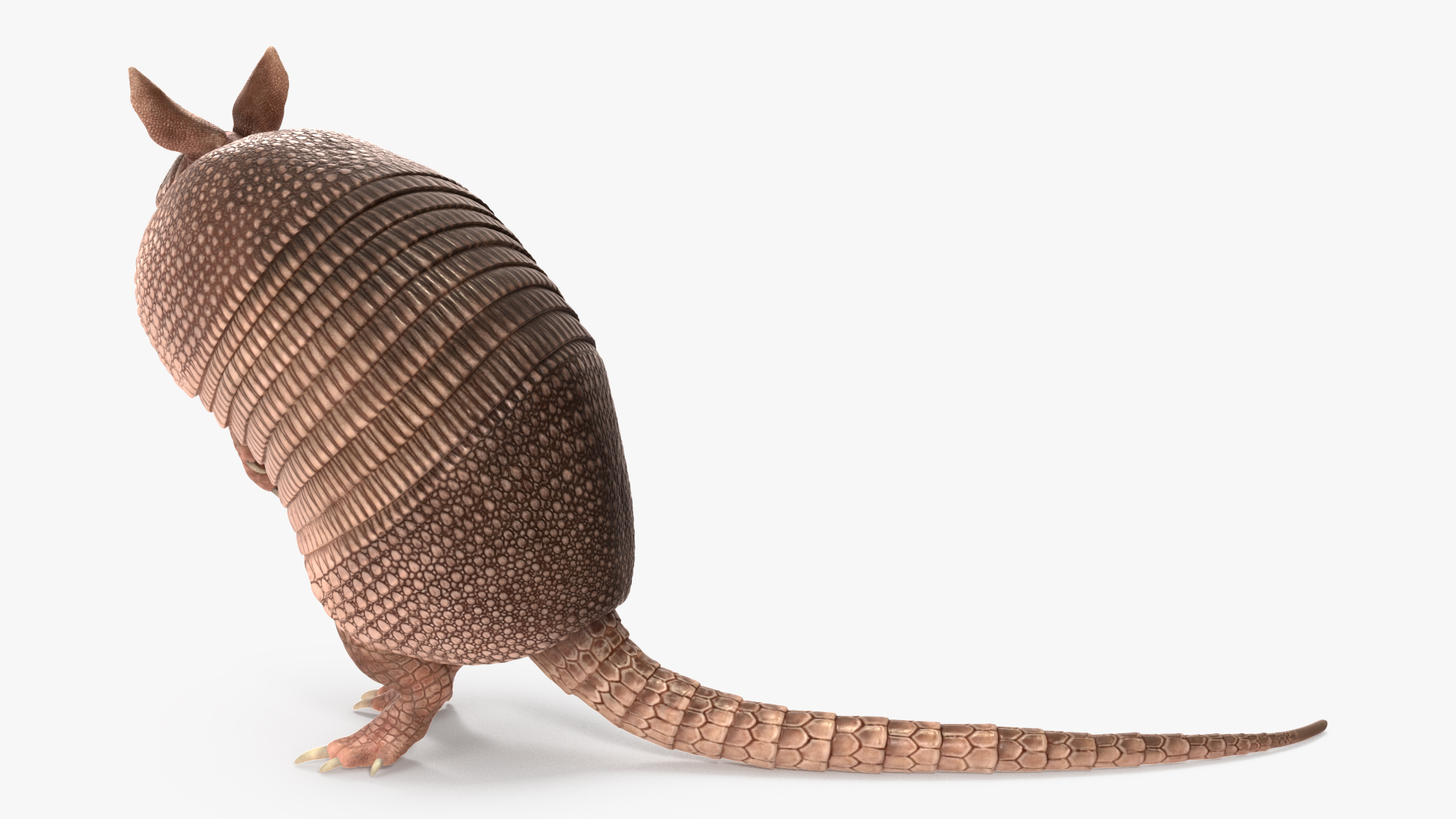 3D model Armadillo Pink Rigged for Cinema 4D