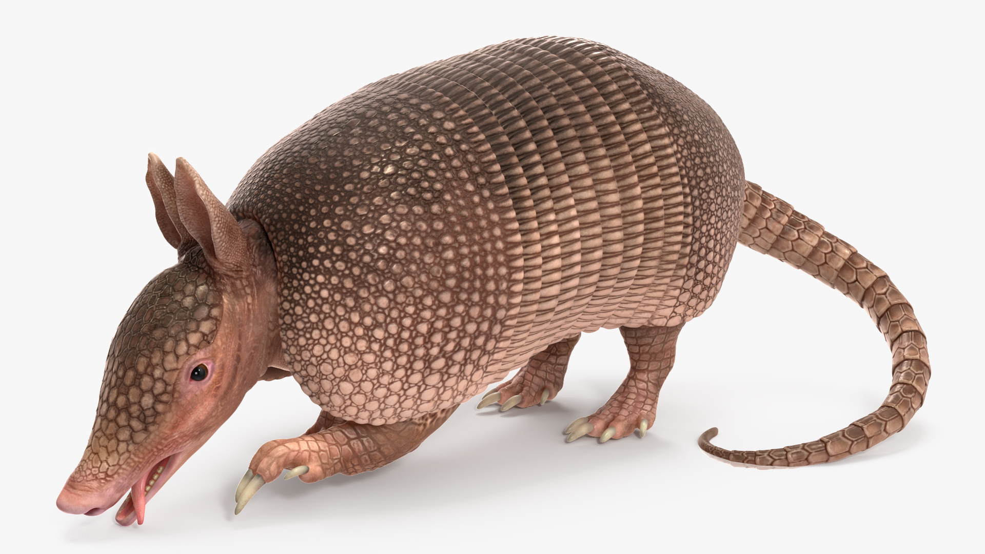 3D model Armadillo Pink Rigged for Cinema 4D
