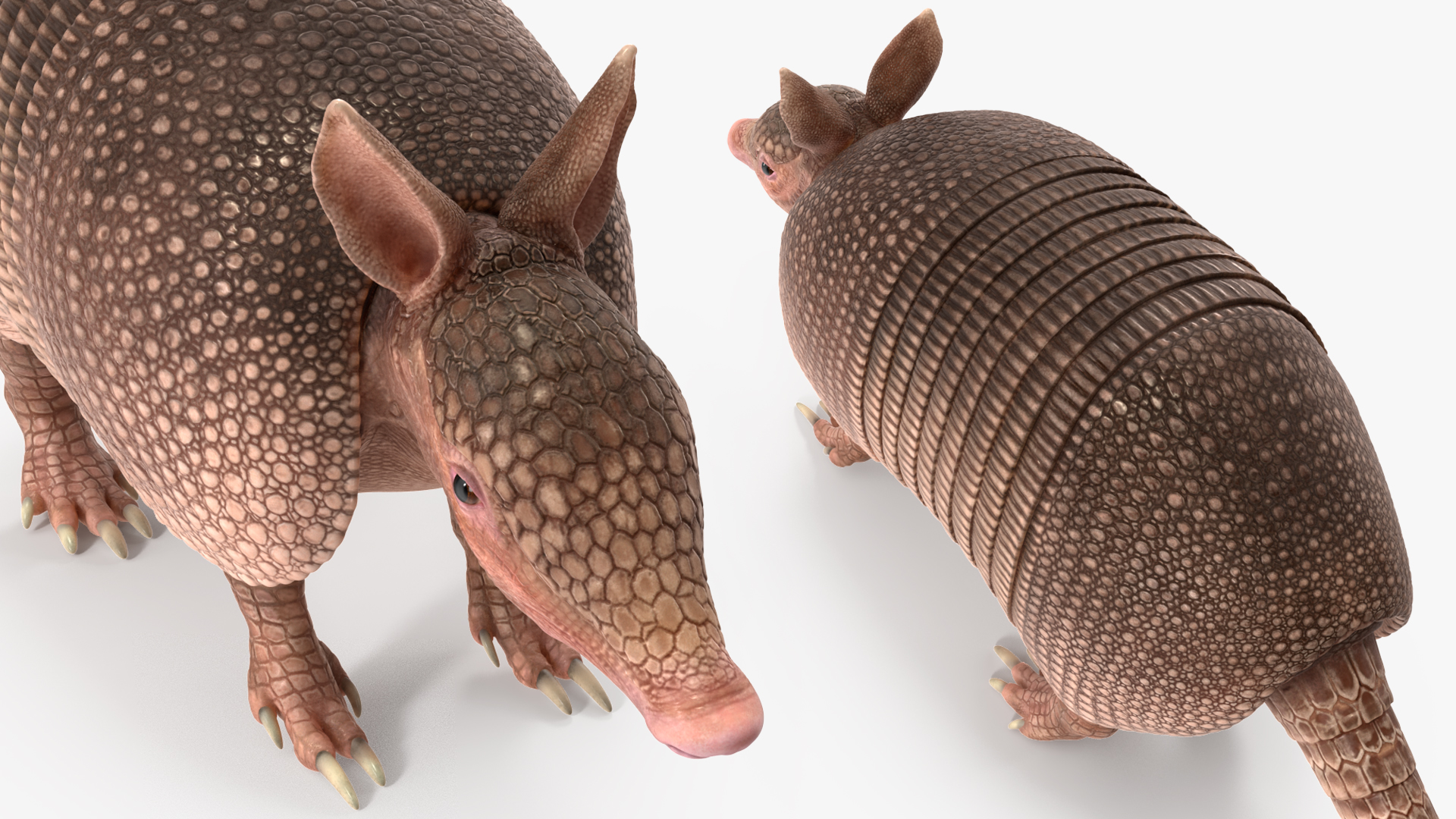 3D model Armadillo Pink Rigged for Cinema 4D