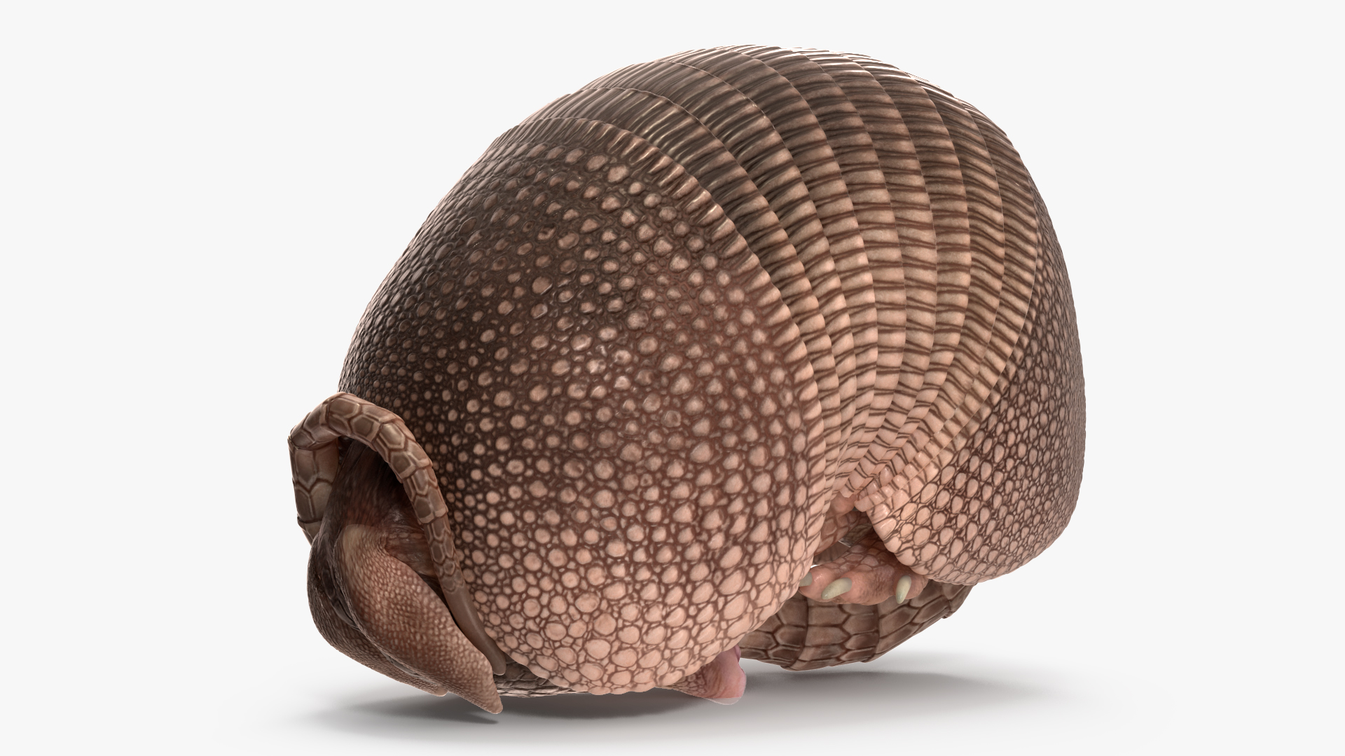 3D model Armadillo Pink Rigged for Cinema 4D