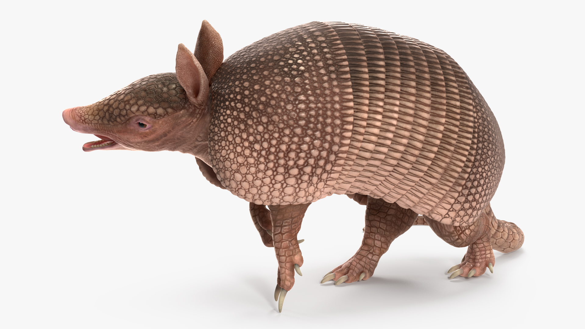 3D model Armadillo Pink Rigged for Cinema 4D