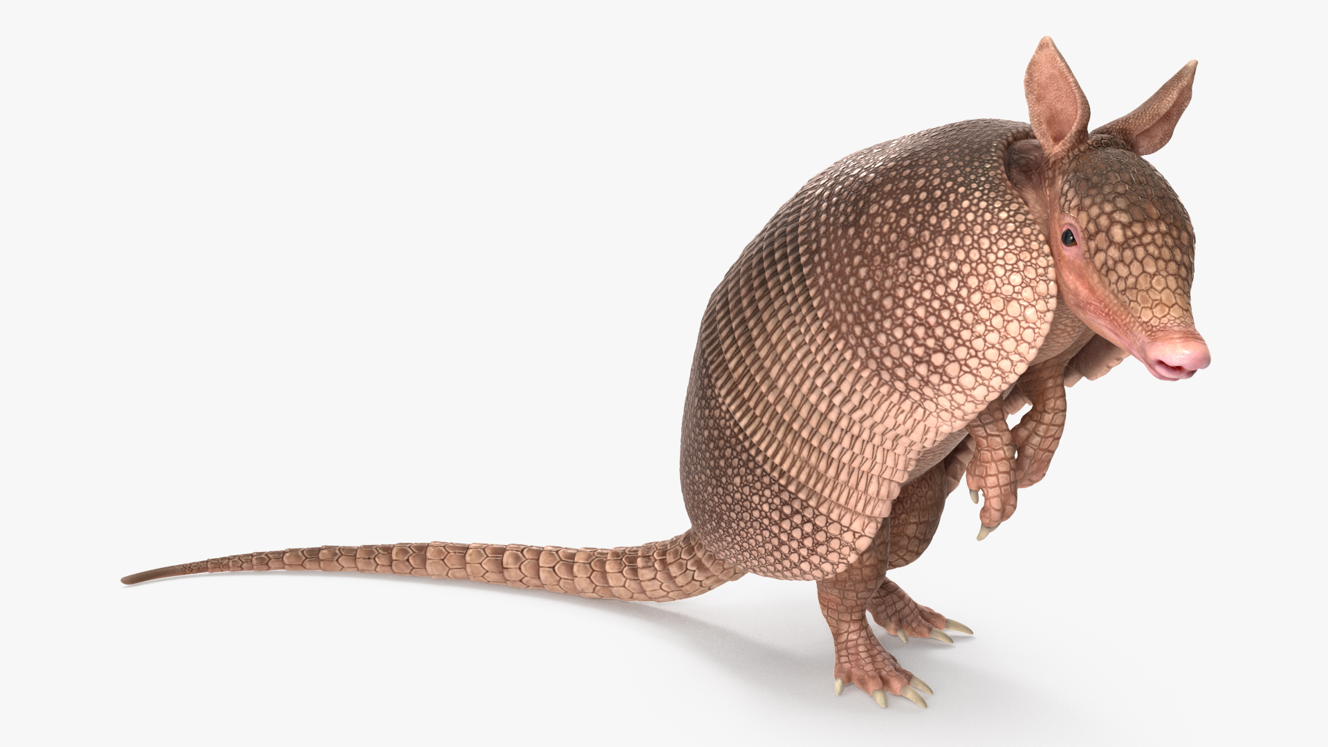 3D model Armadillo Pink Rigged for Cinema 4D