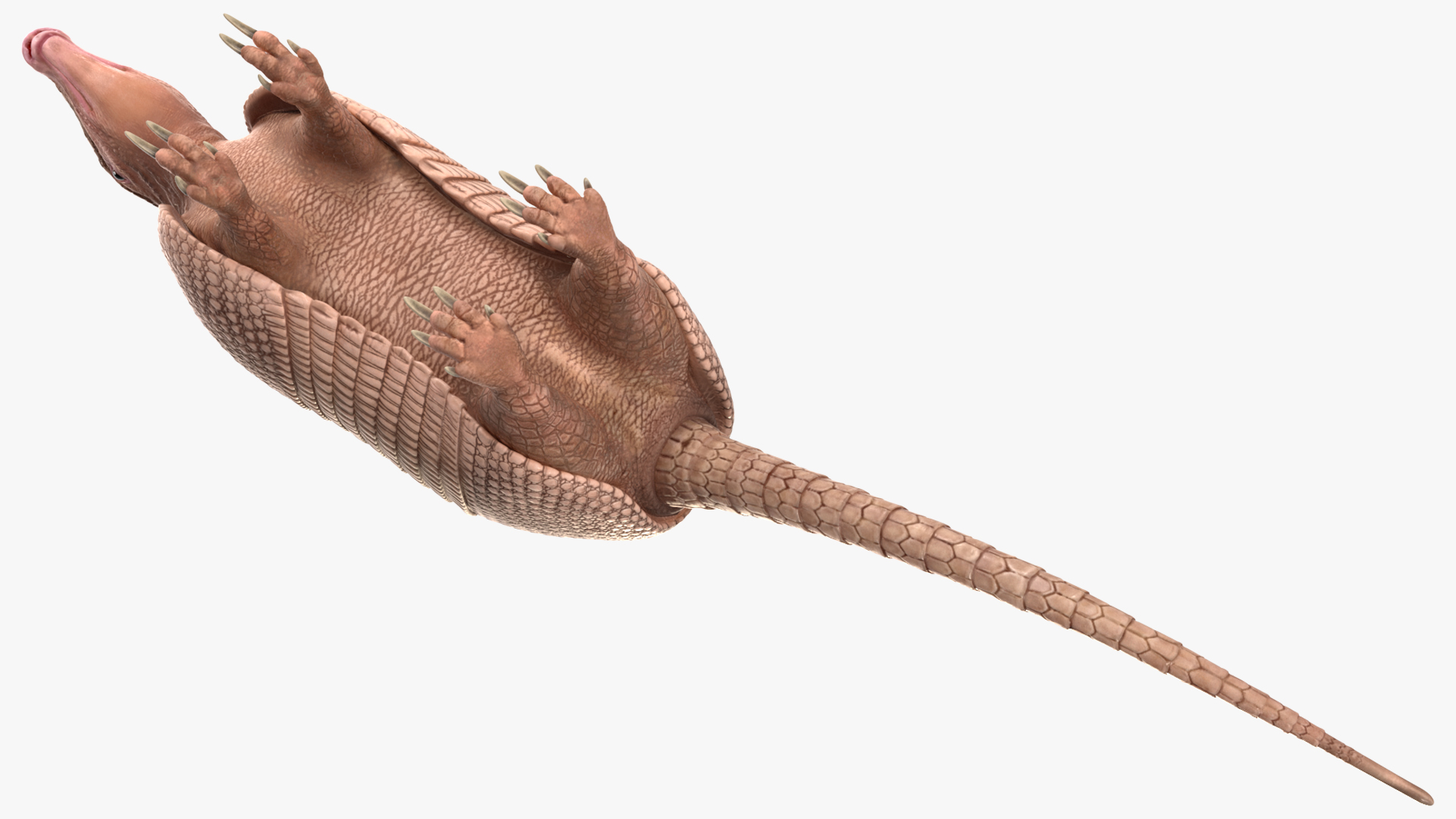 3D model Armadillo Pink Rigged for Cinema 4D