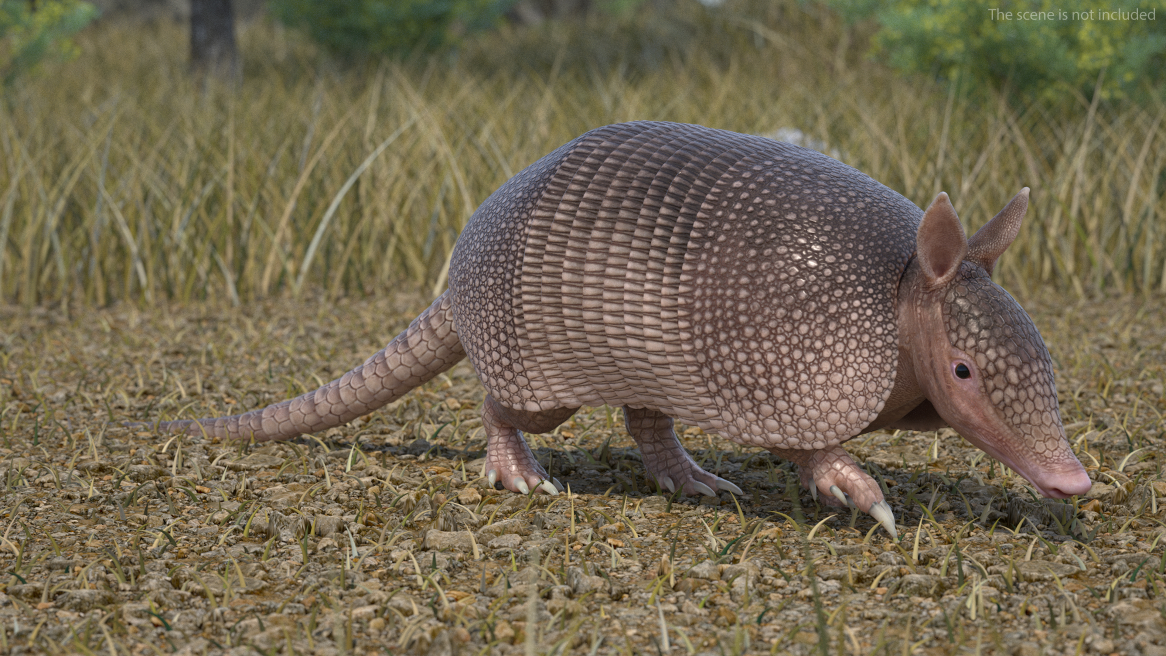 3D model Armadillo Pink Rigged for Cinema 4D
