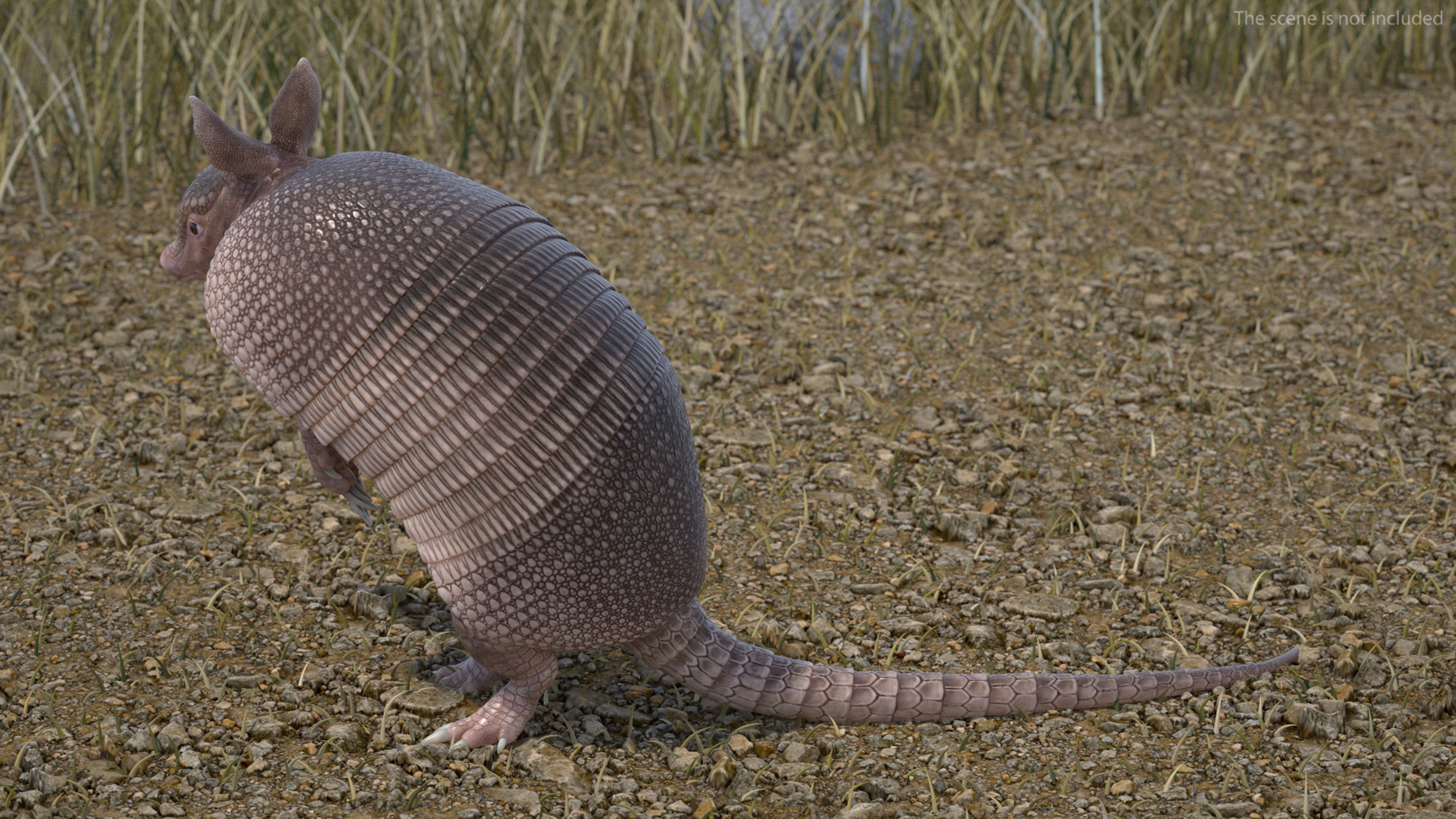 3D model Armadillo Pink Rigged for Cinema 4D
