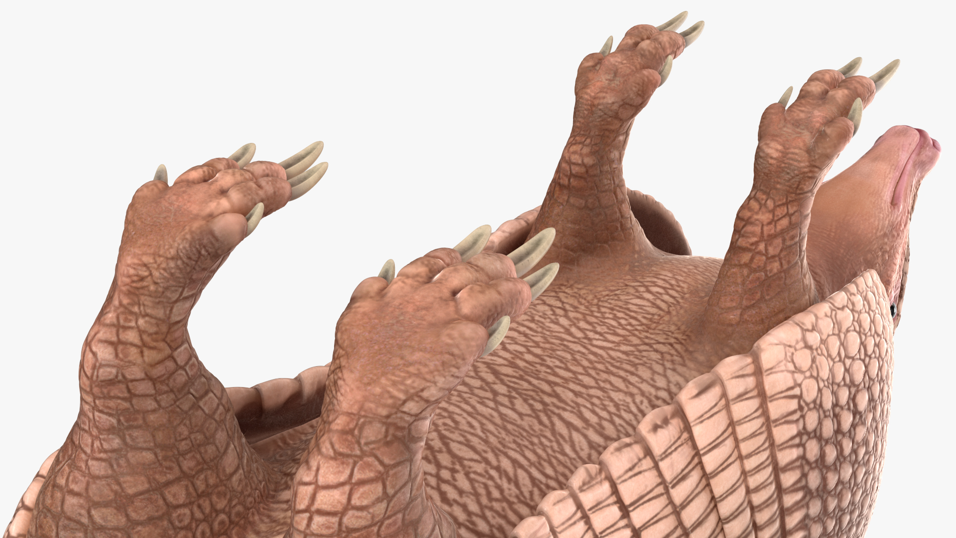 3D model Armadillo Pink Rigged for Cinema 4D