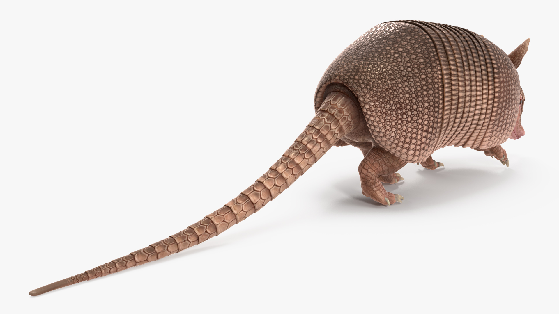 3D model Armadillo Pink Rigged for Cinema 4D