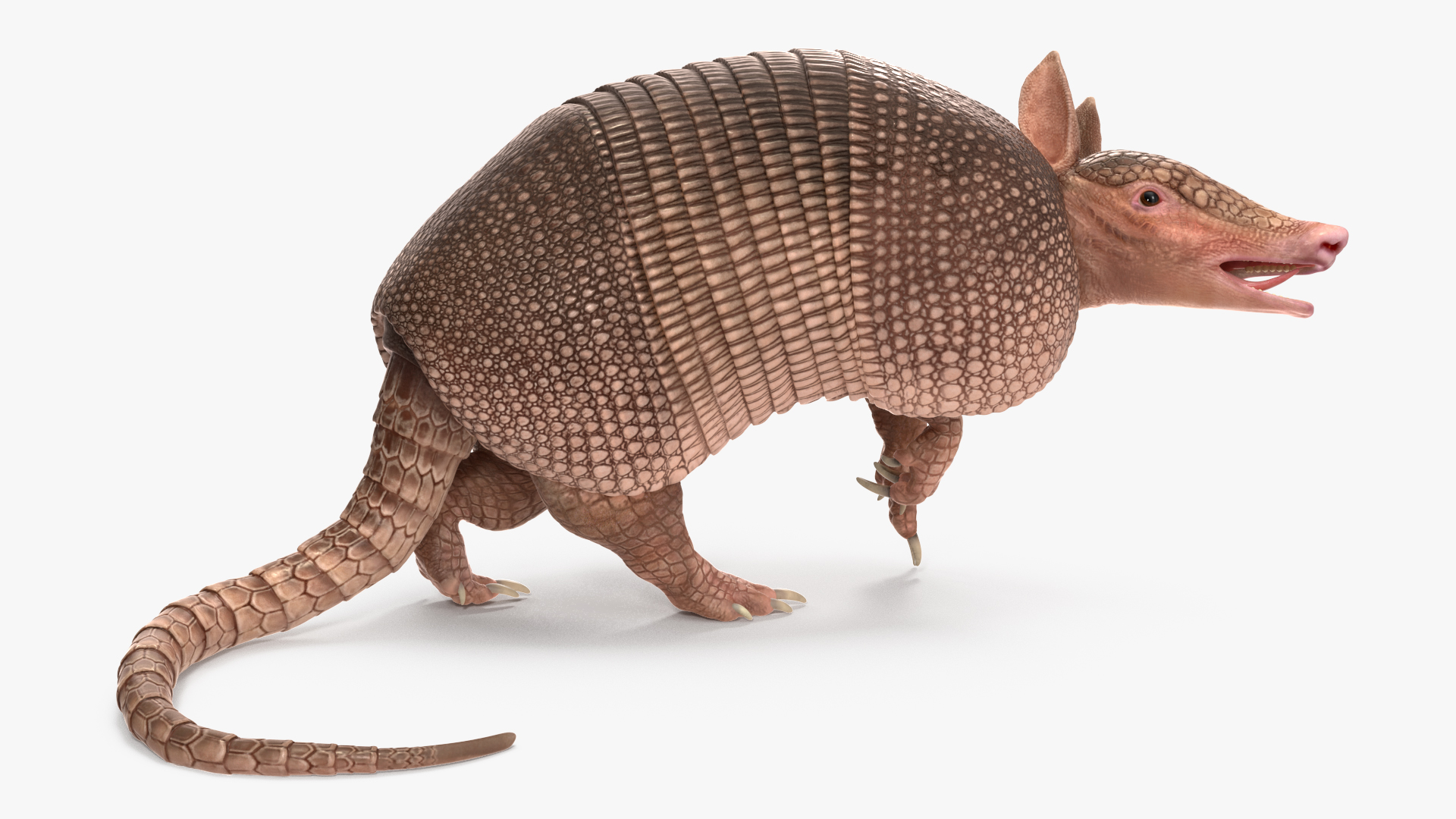 3D model Armadillo Pink Rigged for Cinema 4D