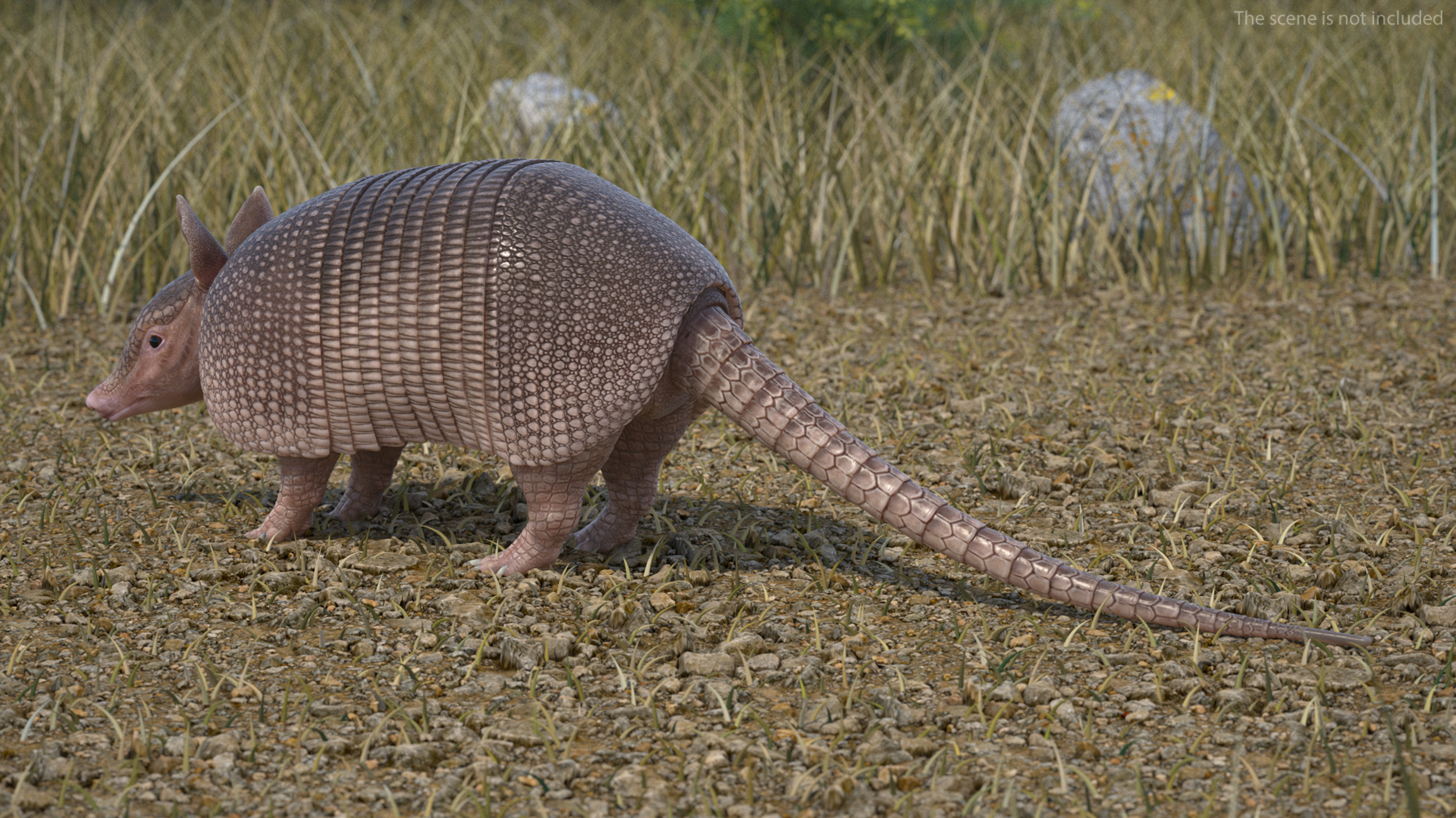 3D model Armadillo Pink Rigged for Cinema 4D