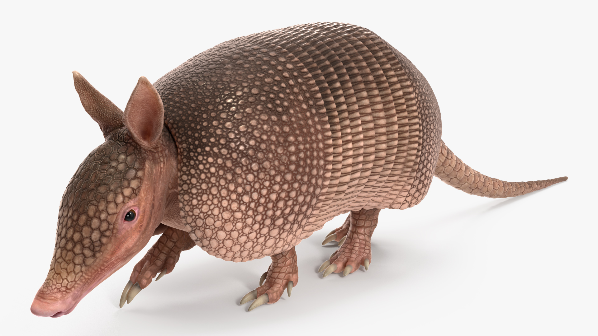 3D model Armadillo Pink Rigged for Cinema 4D