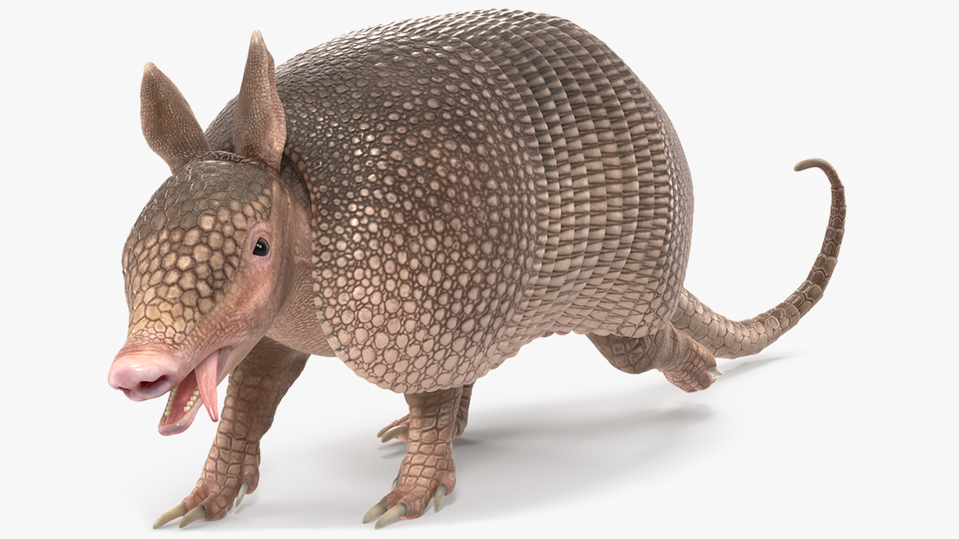 3D model Armadillo Pink Rigged for Cinema 4D