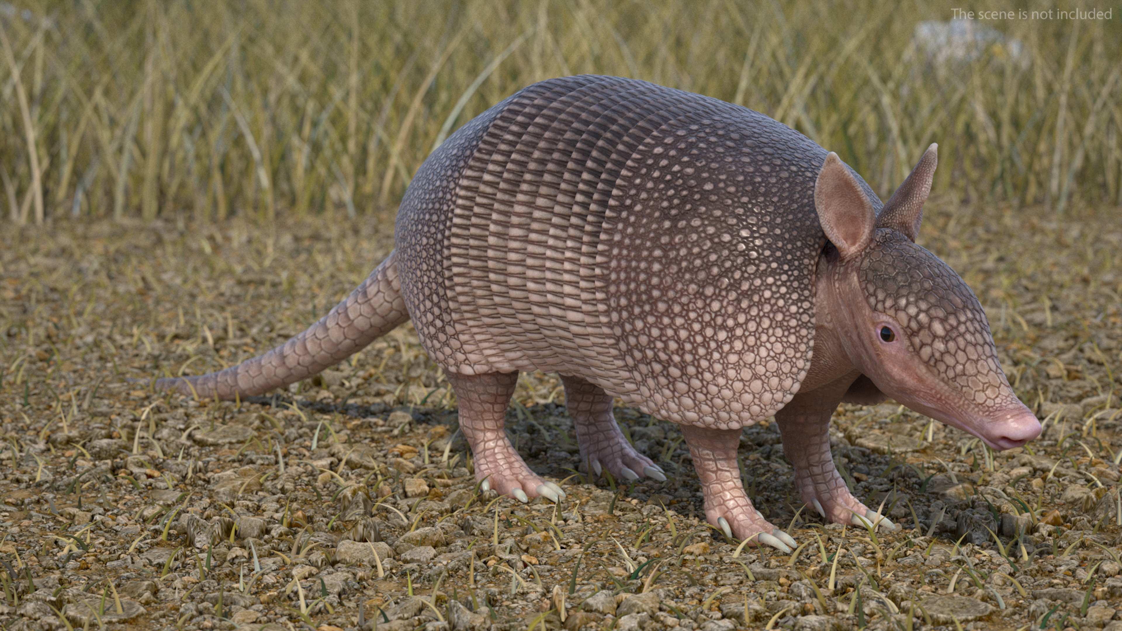 3D model Armadillo Pink Rigged for Cinema 4D