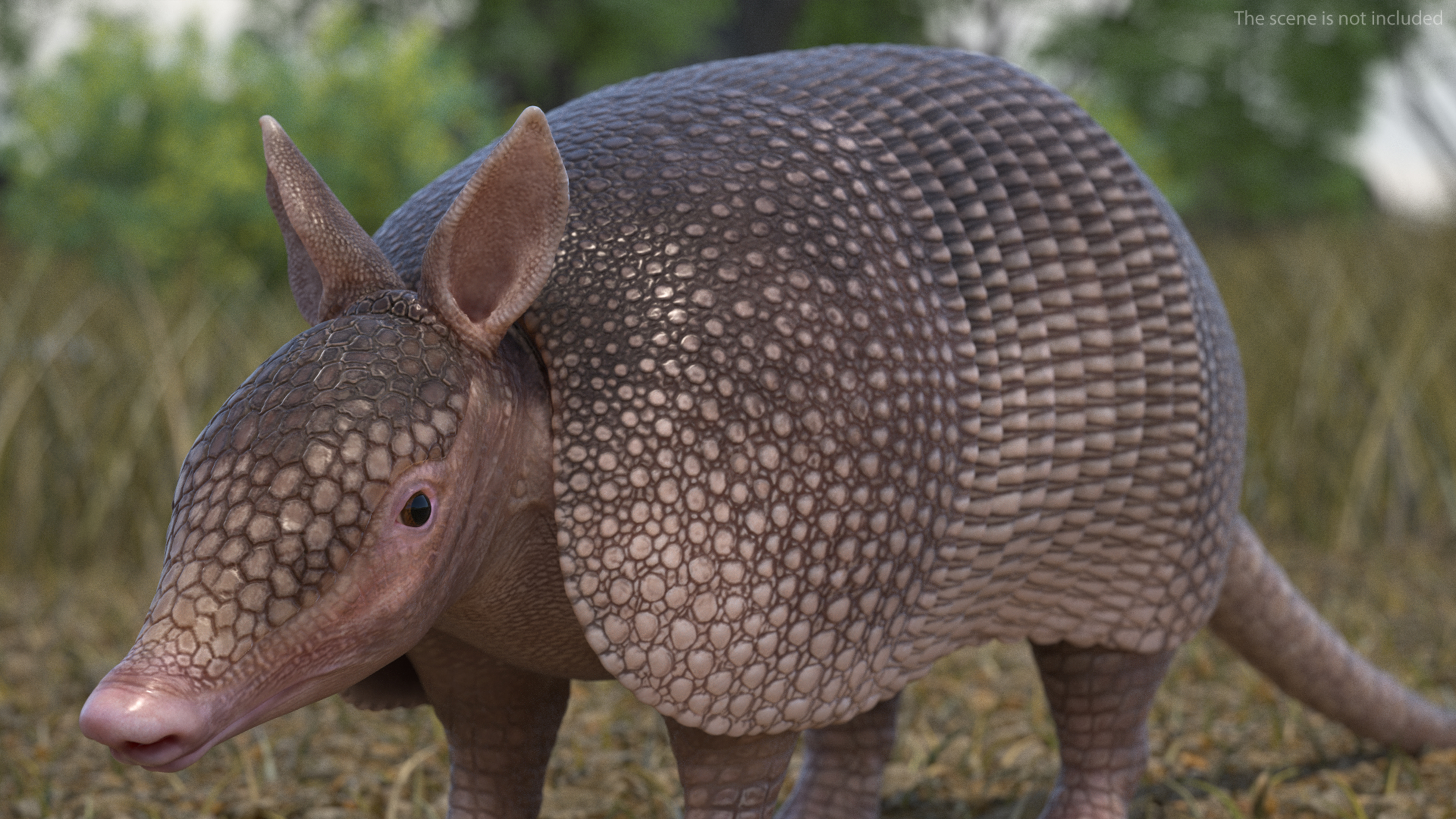 3D model Armadillo Pink Rigged for Cinema 4D