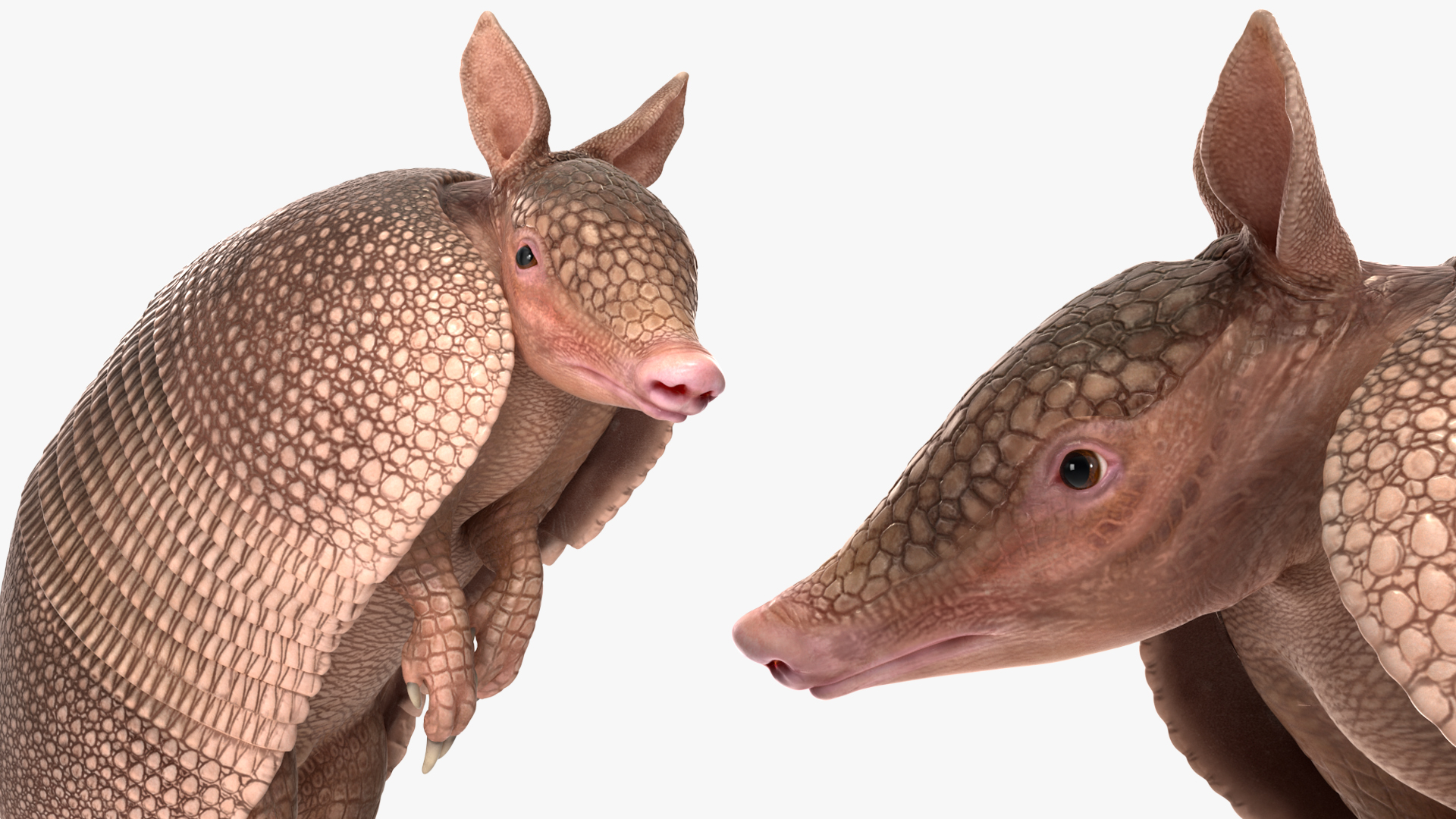 3D model Armadillo Pink Rigged for Cinema 4D