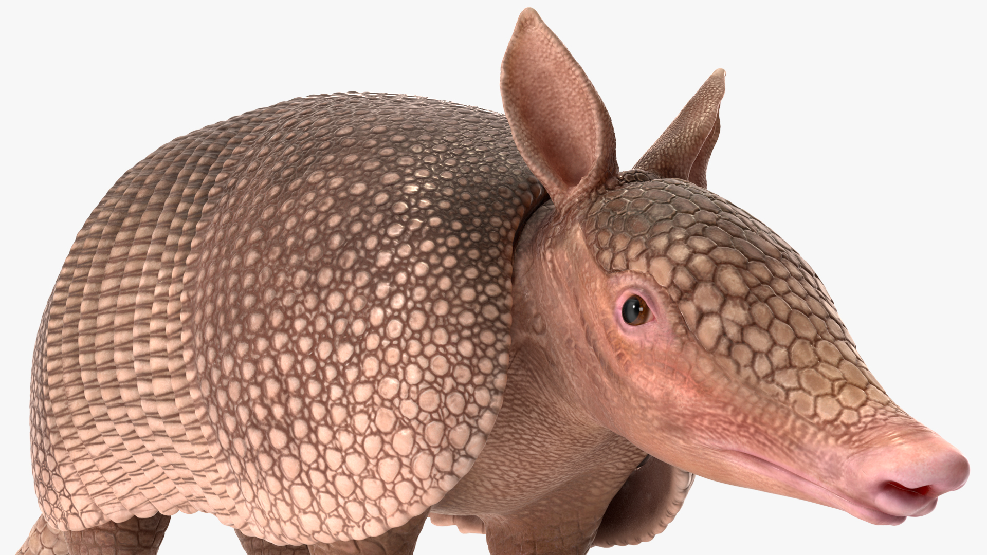 3D model Armadillo Pink Rigged for Cinema 4D