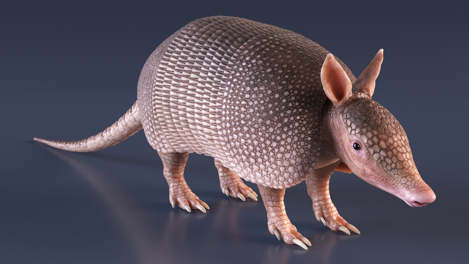 3D model Armadillo Pink Rigged for Cinema 4D