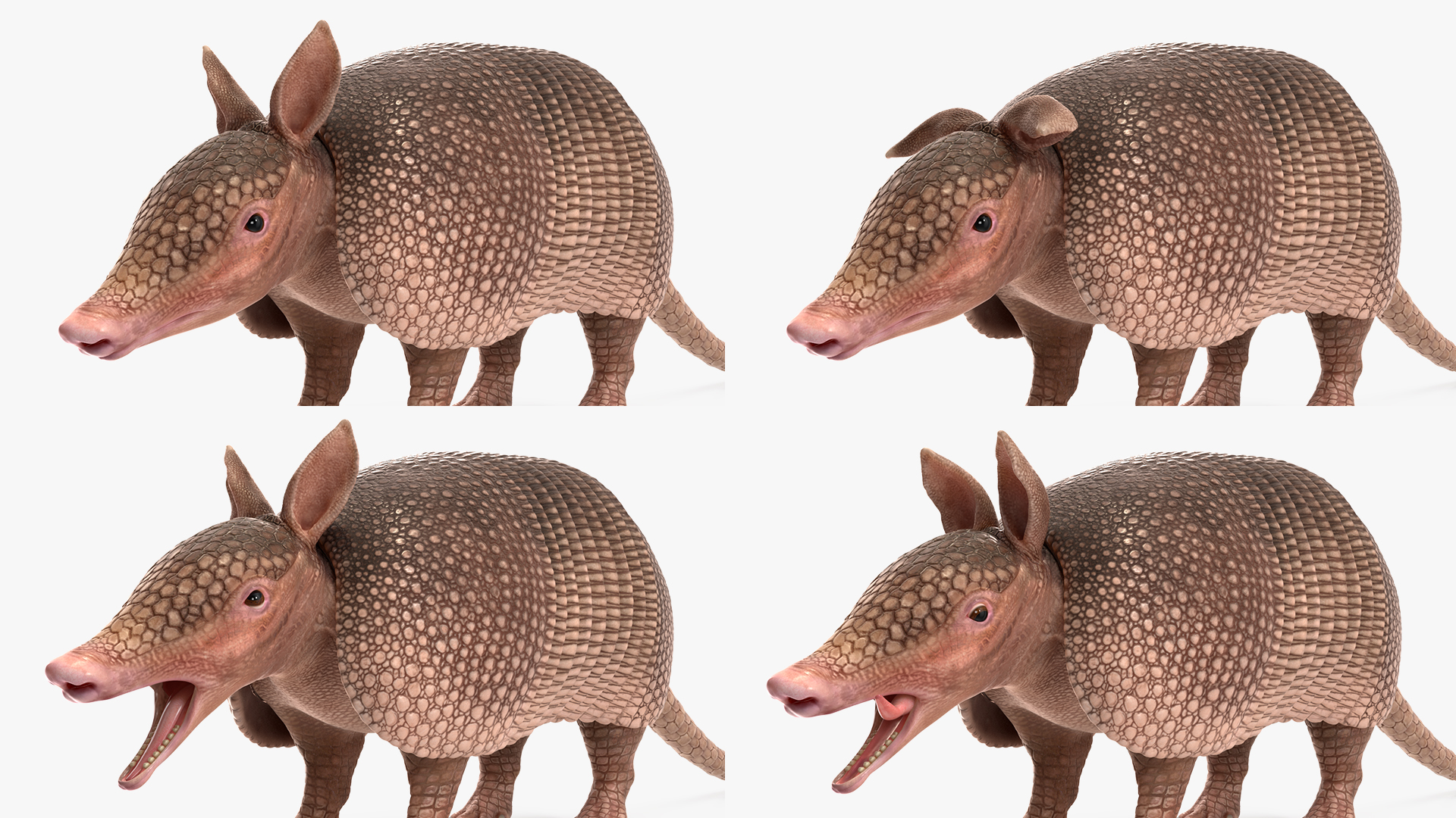 3D model Armadillo Pink Rigged for Cinema 4D