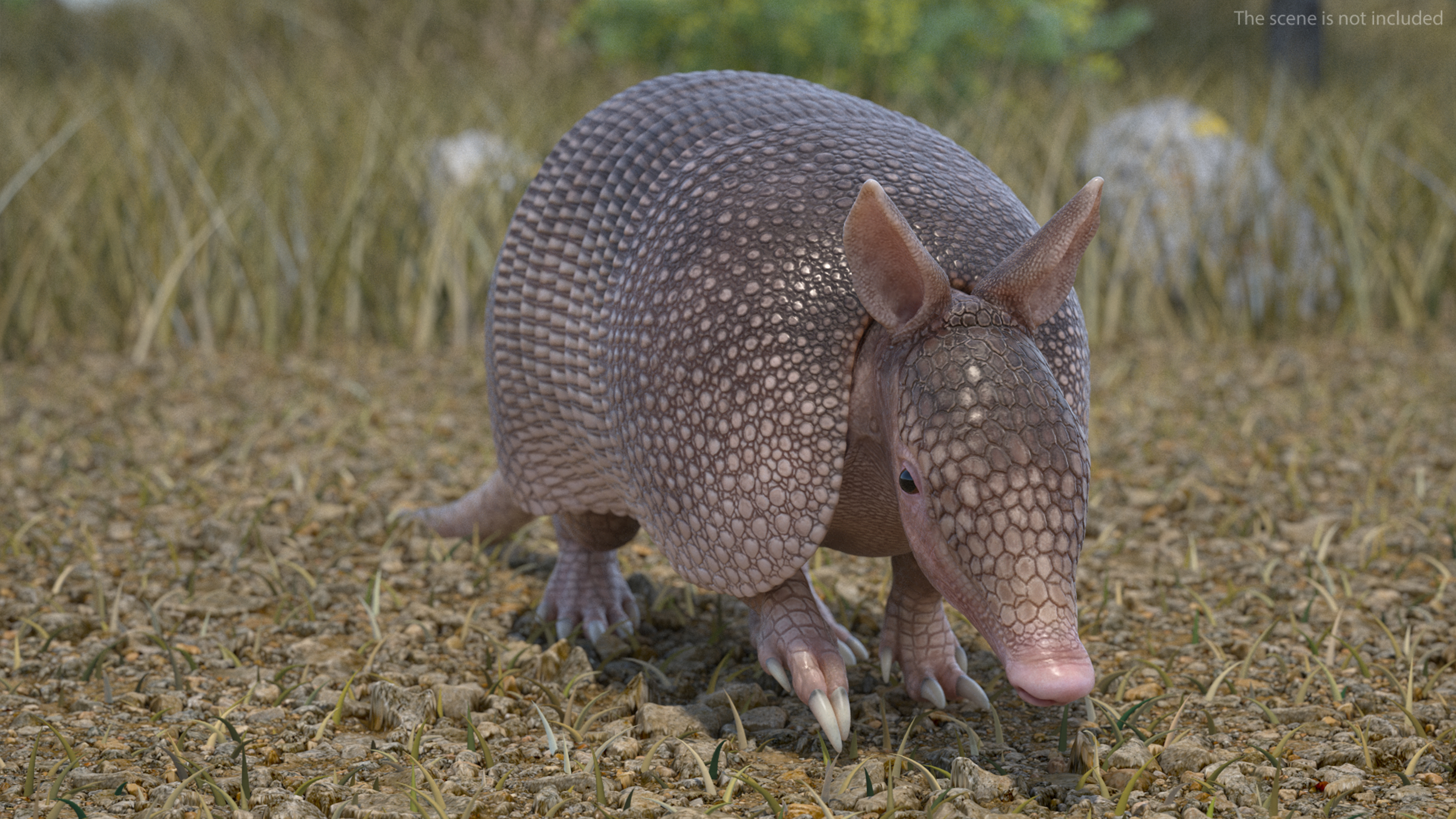 3D model Armadillo Pink Rigged for Cinema 4D