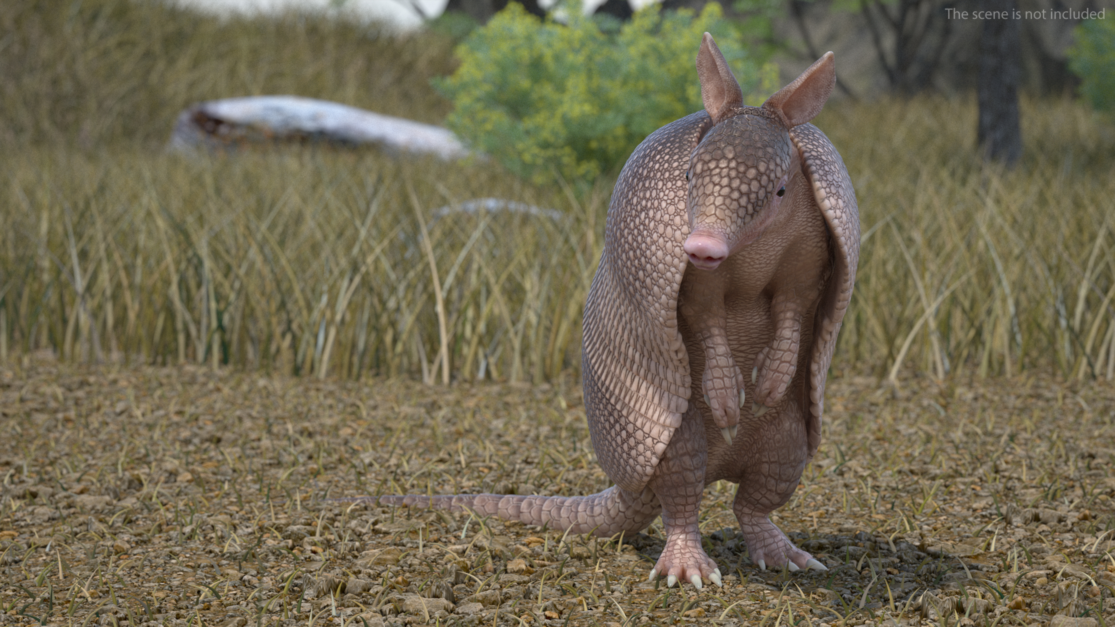 3D model Armadillo Pink Rigged for Cinema 4D