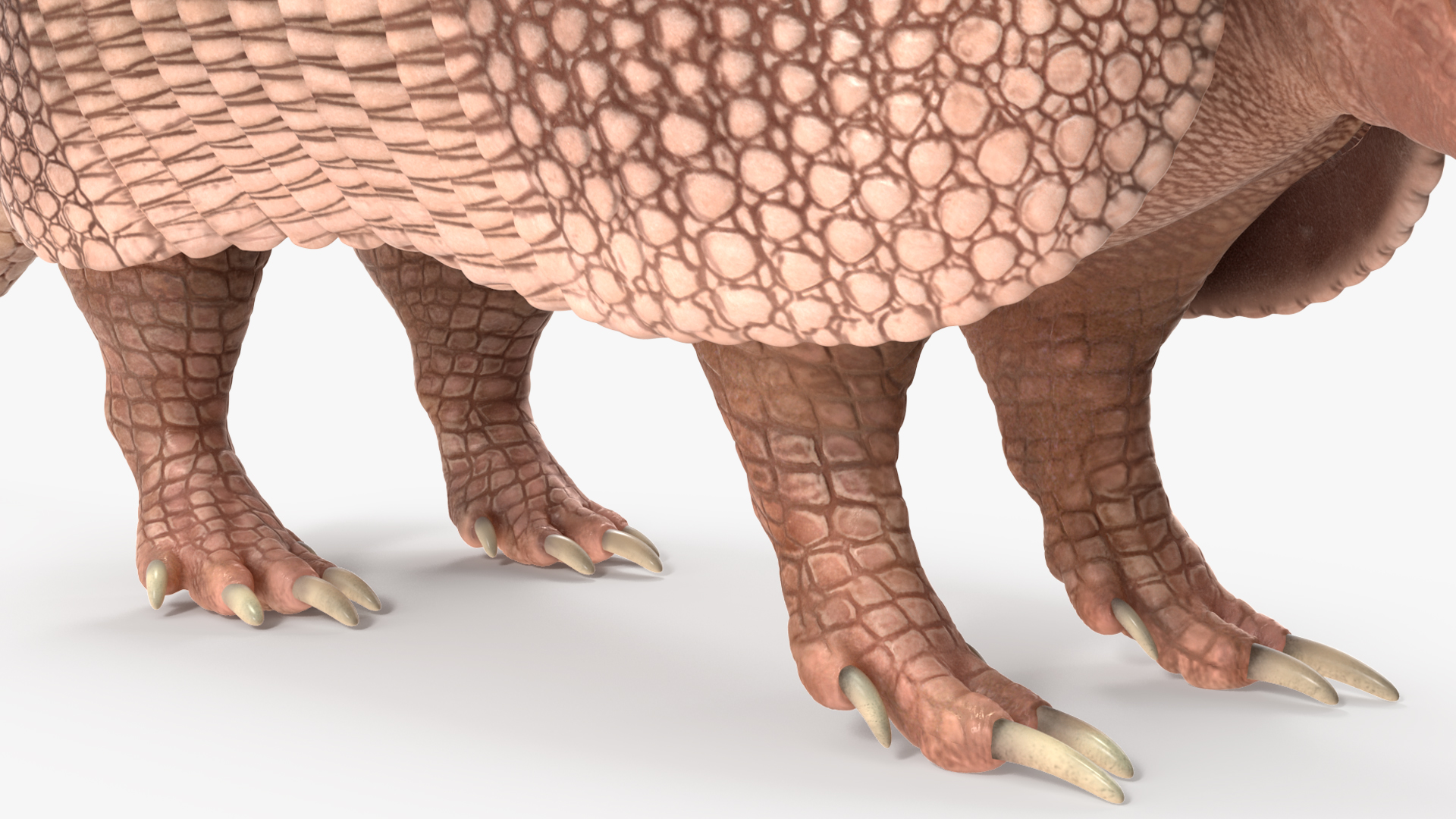 3D model Armadillo Pink Rigged for Cinema 4D