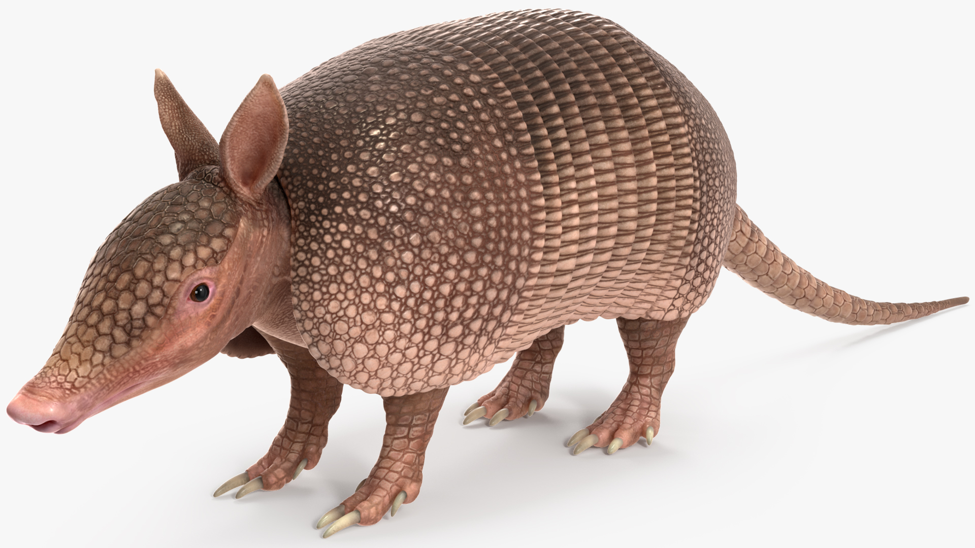 3D model Armadillo Pink Rigged for Cinema 4D