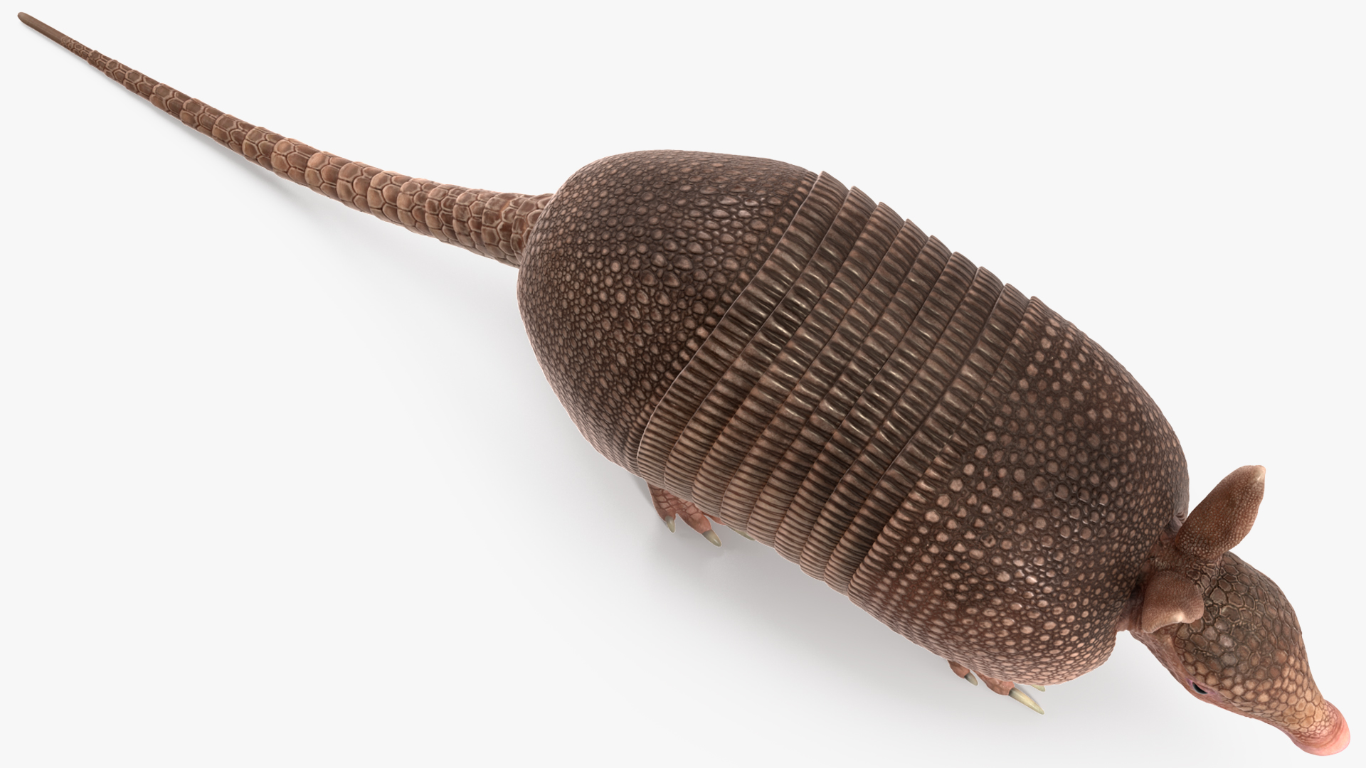 3D model Armadillo Pink Rigged for Cinema 4D