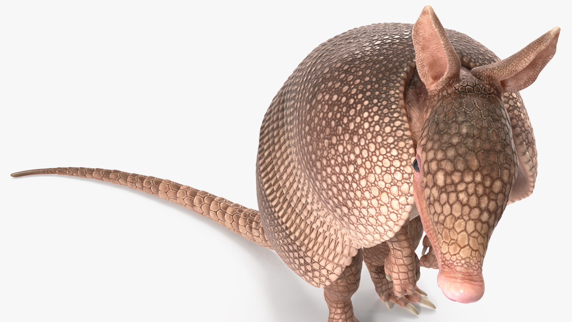 3D model Armadillo Pink Rigged for Cinema 4D