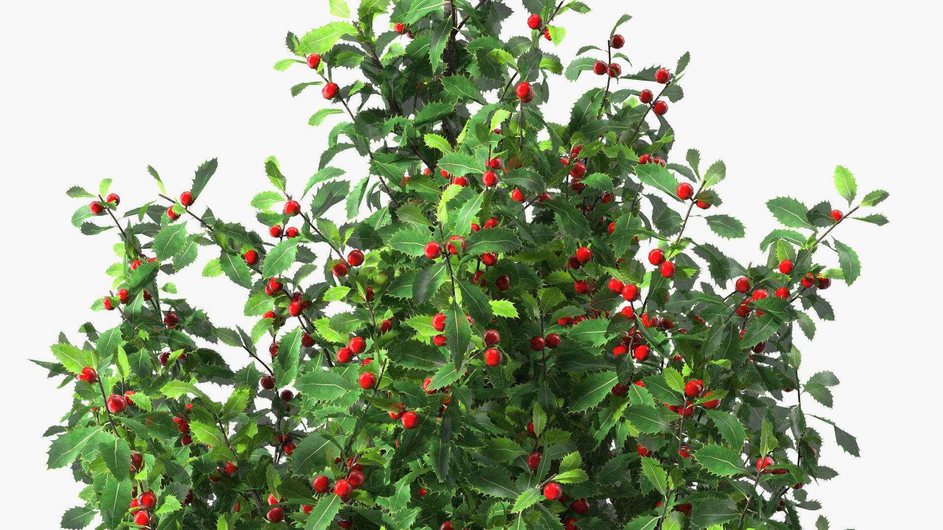 3D Holly Tree with Berries model