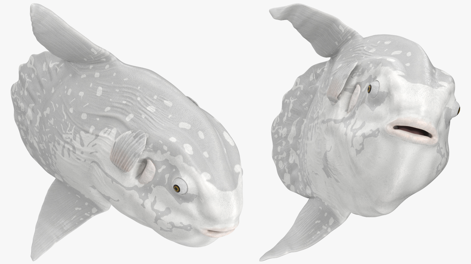 3D model Mola Mola Ocean Sunfish Rigged