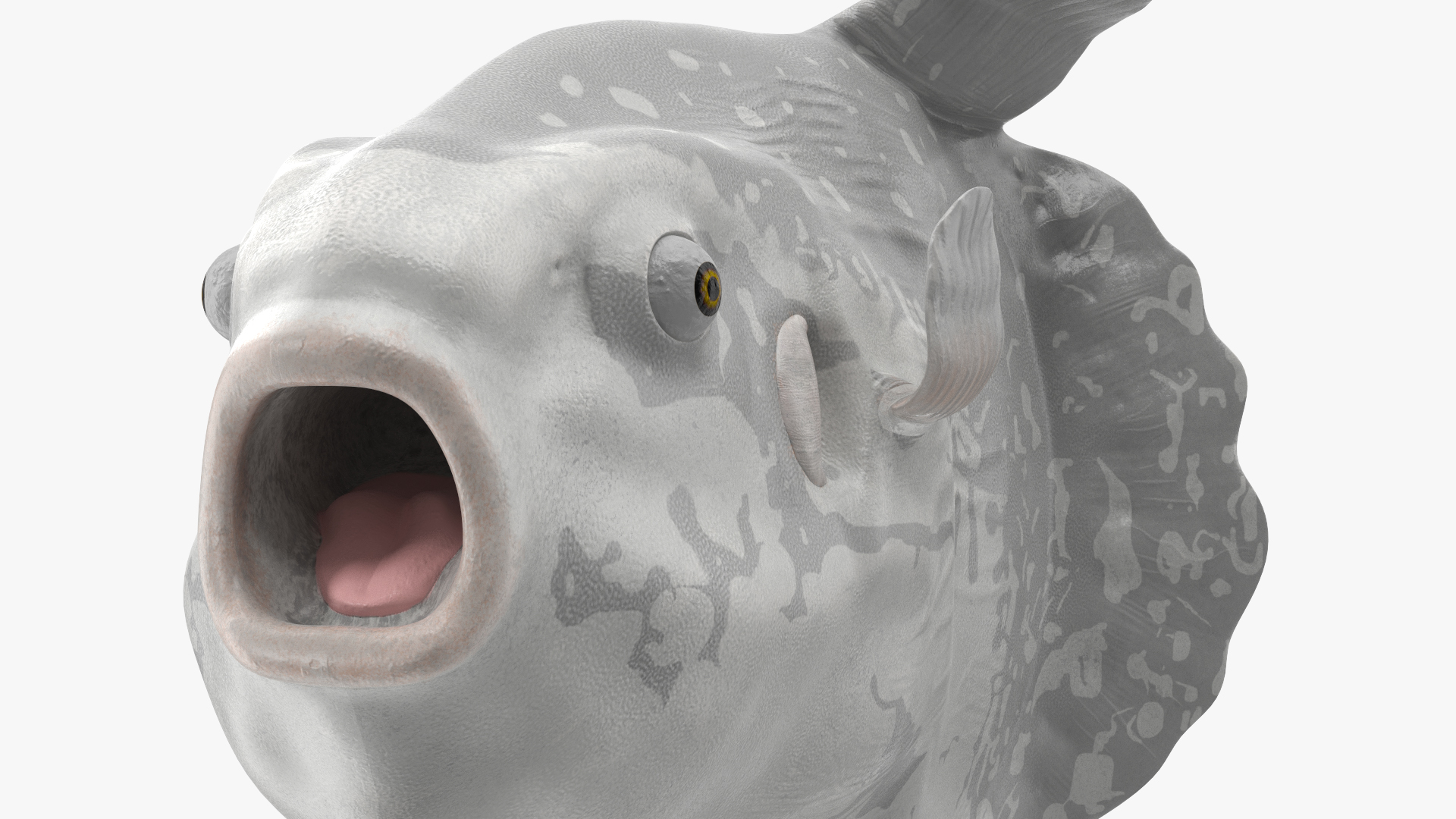 3D model Mola Mola Ocean Sunfish Rigged