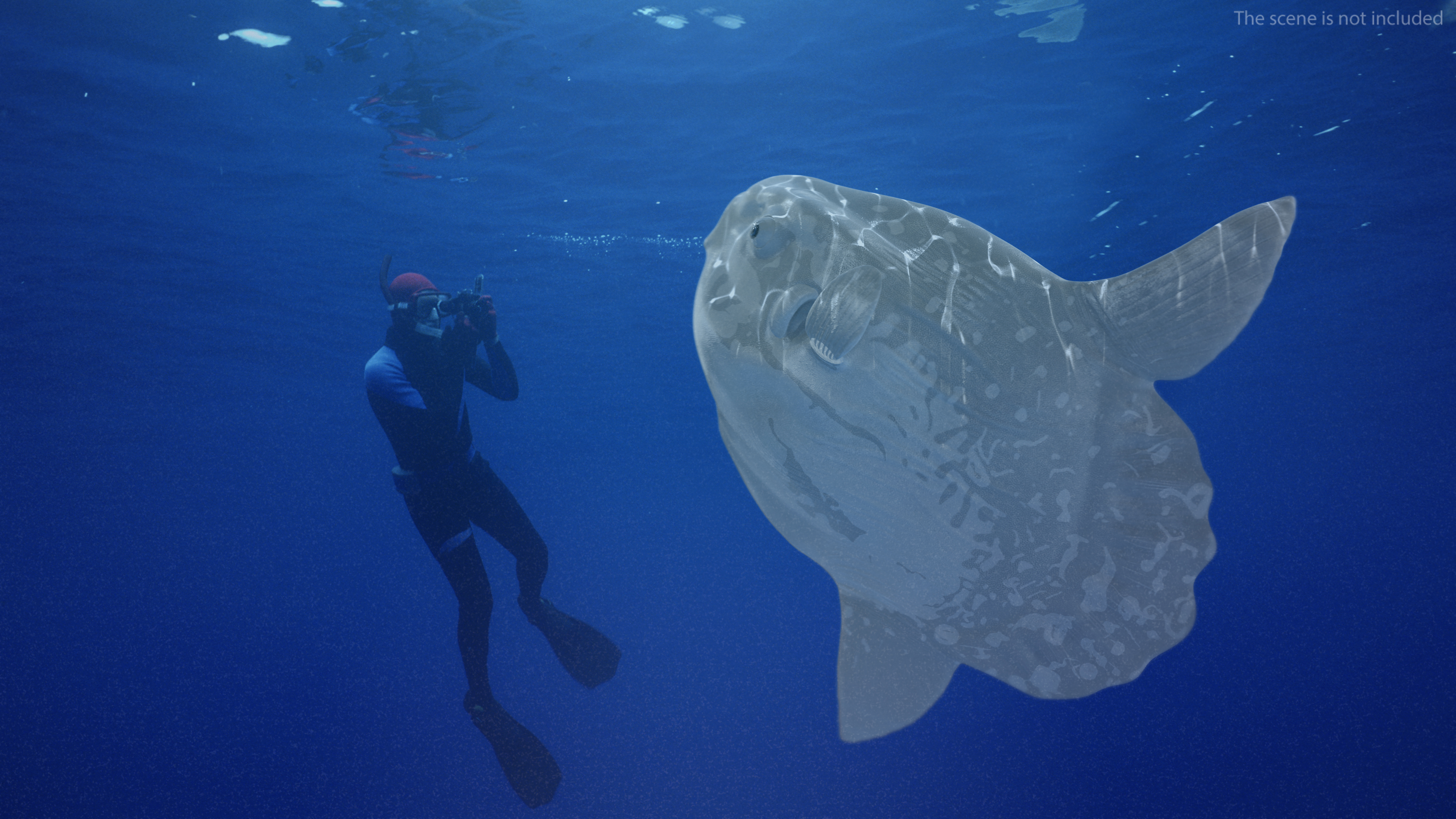 3D model Mola Mola Ocean Sunfish Rigged