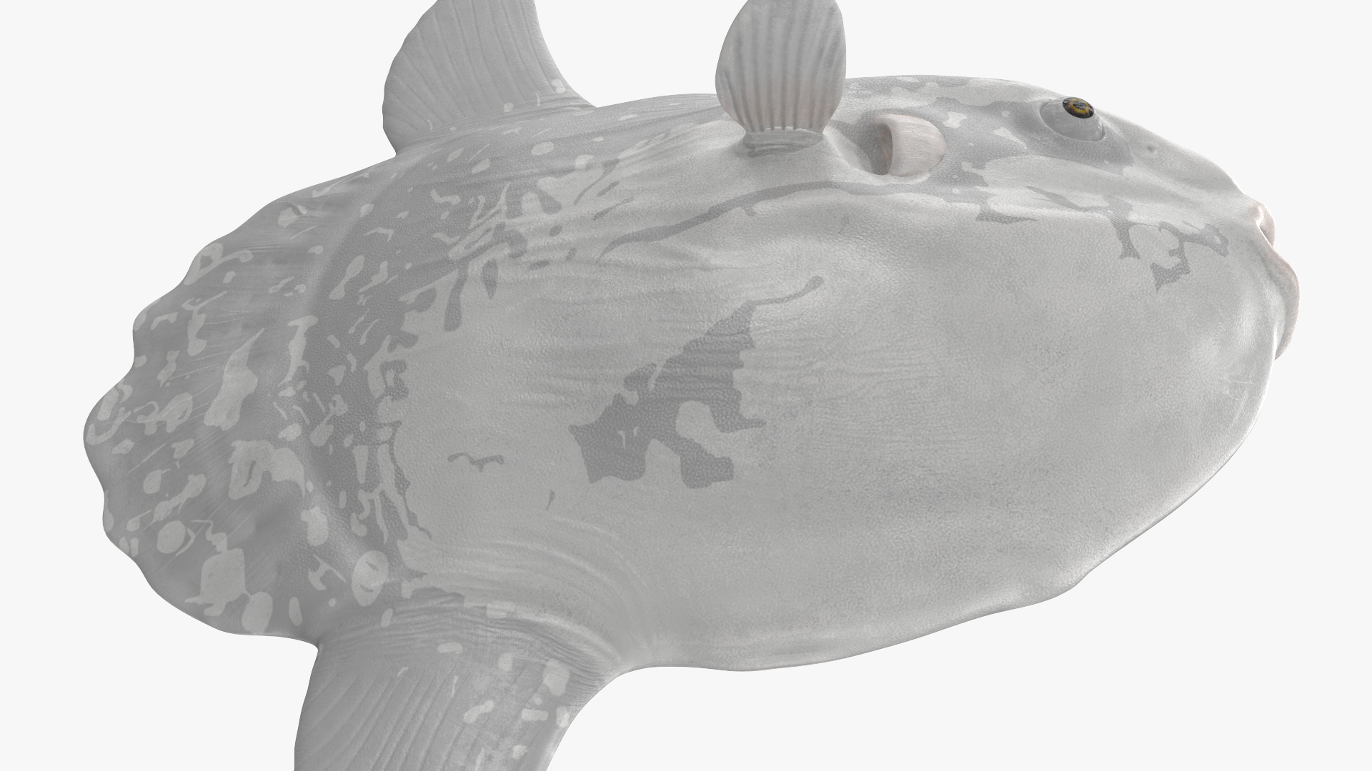 3D model Mola Mola Ocean Sunfish Rigged