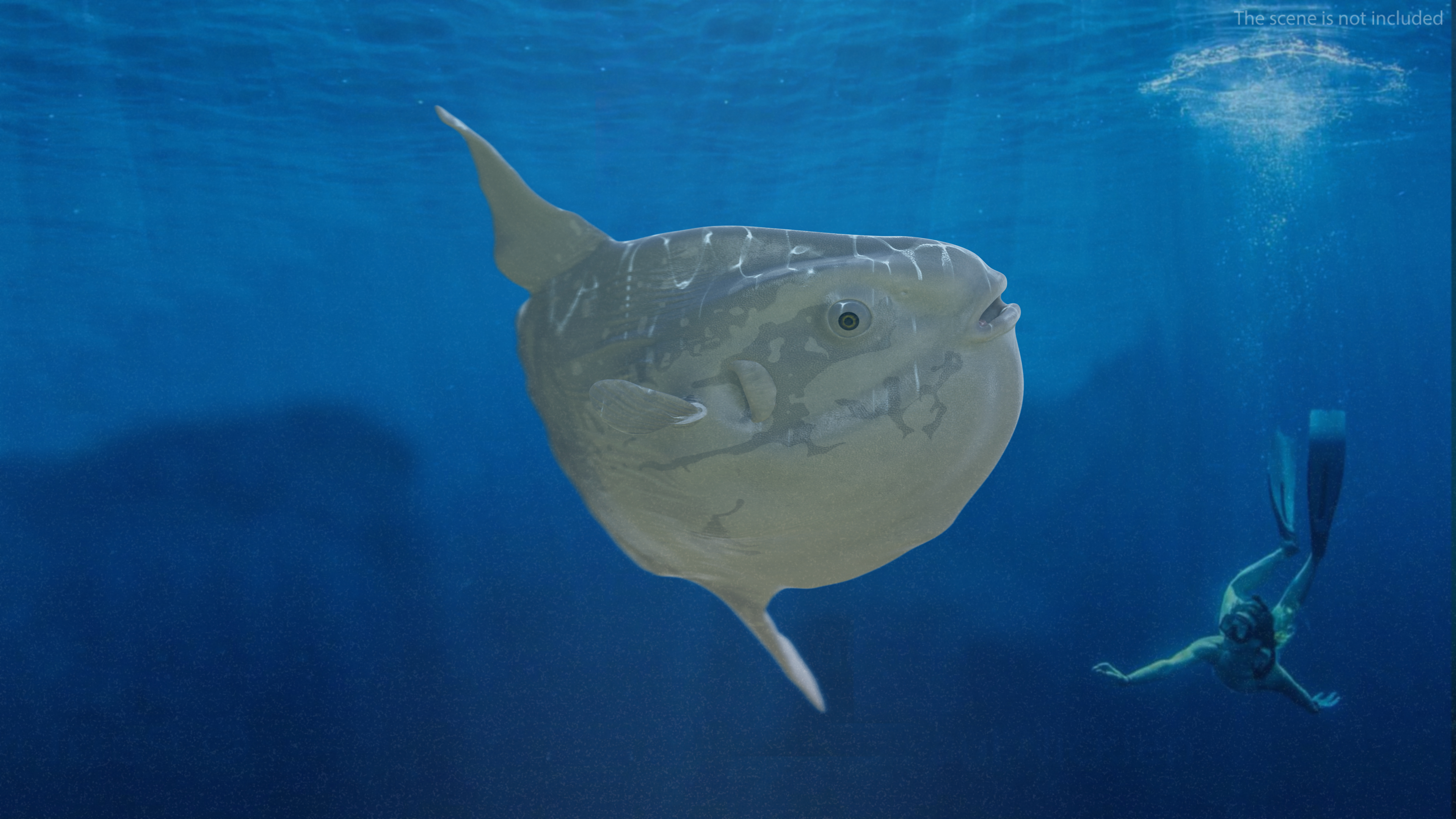 3D model Mola Mola Ocean Sunfish Rigged