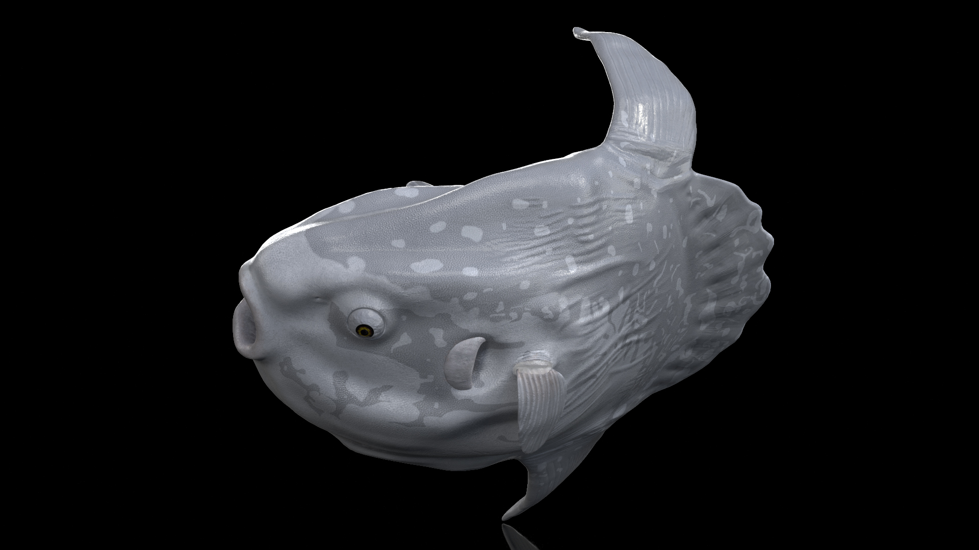 3D model Mola Mola Ocean Sunfish Rigged