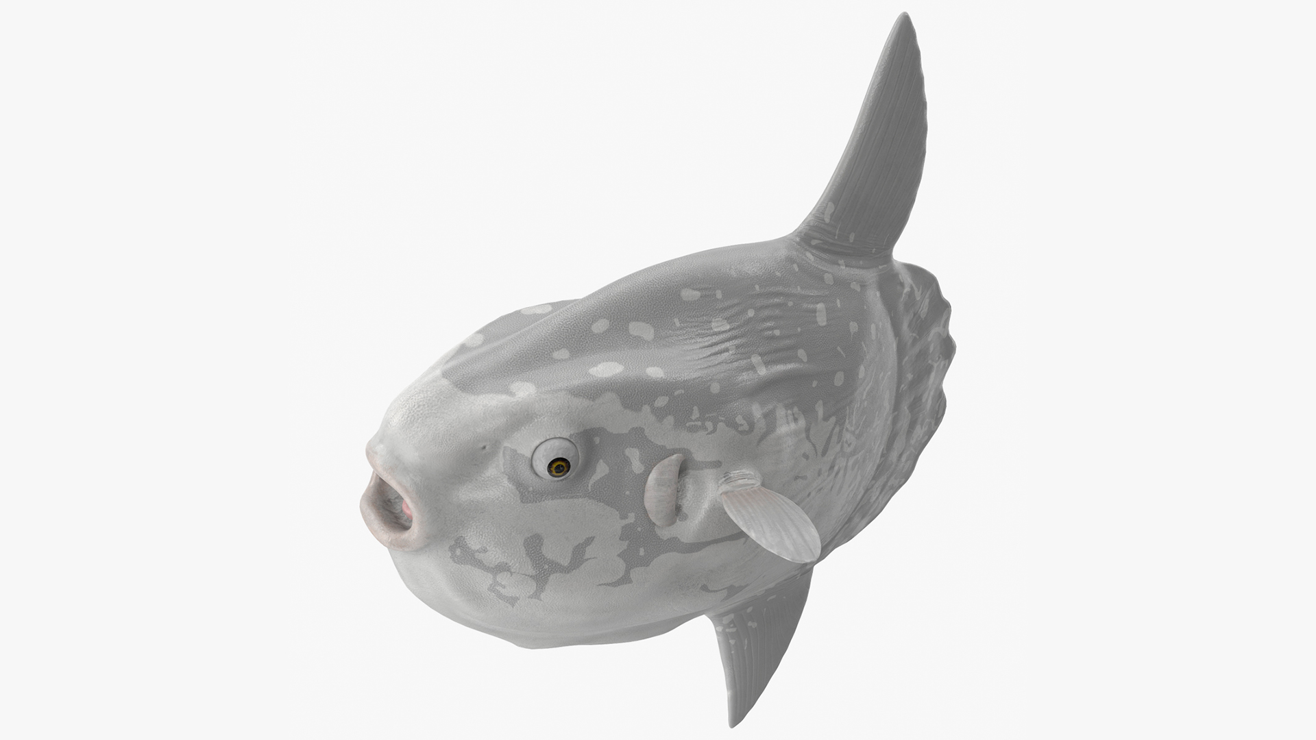 3D model Mola Mola Ocean Sunfish Rigged