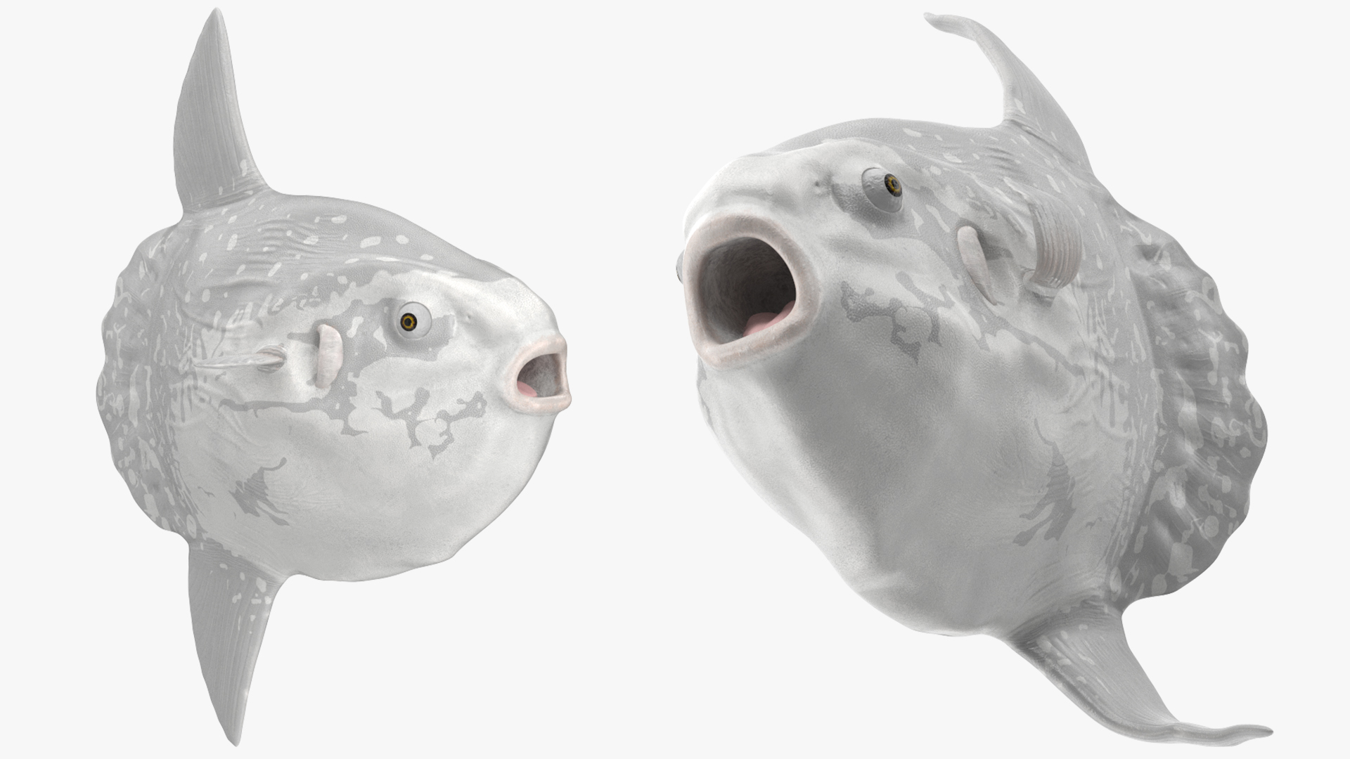 3D model Mola Mola Ocean Sunfish Rigged