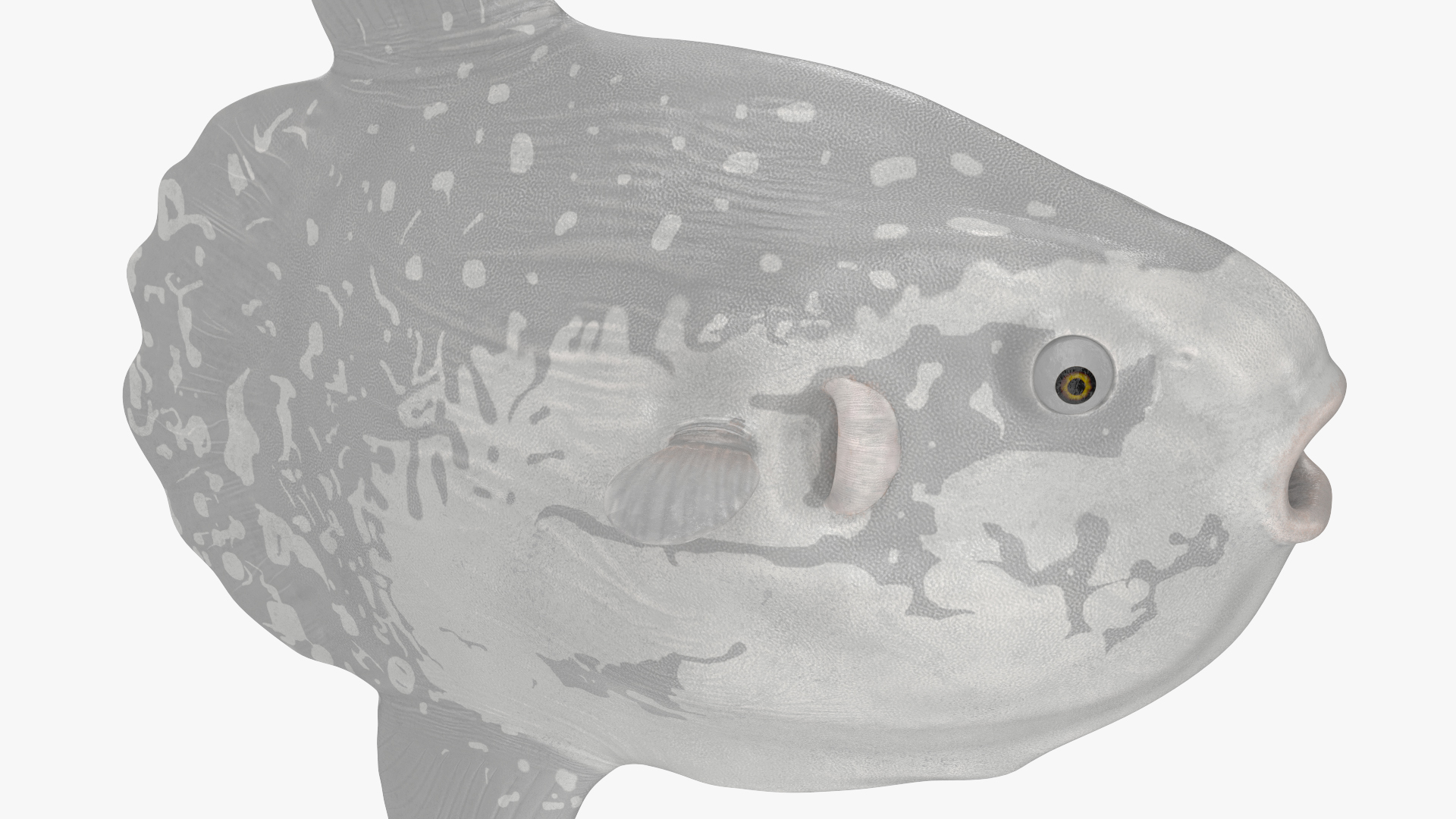 3D model Mola Mola Ocean Sunfish Rigged