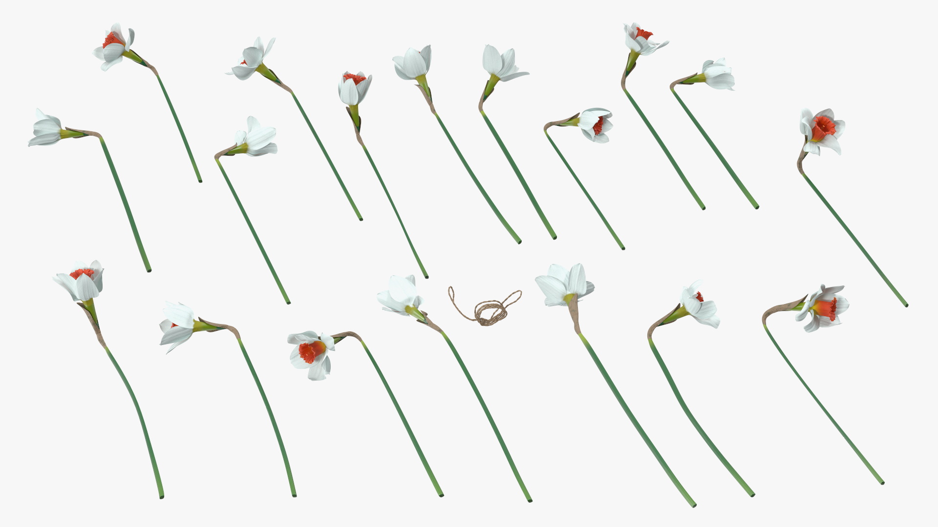 3D Bouquet of Narcissus Flowers model