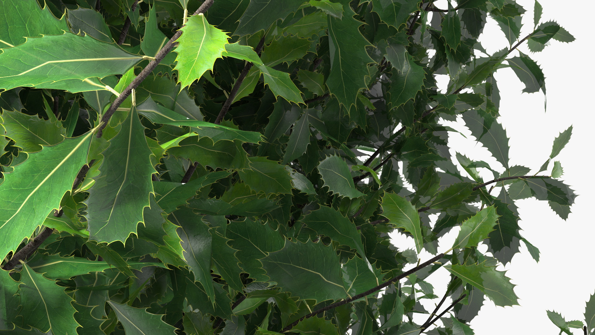 3D model Holly Tree