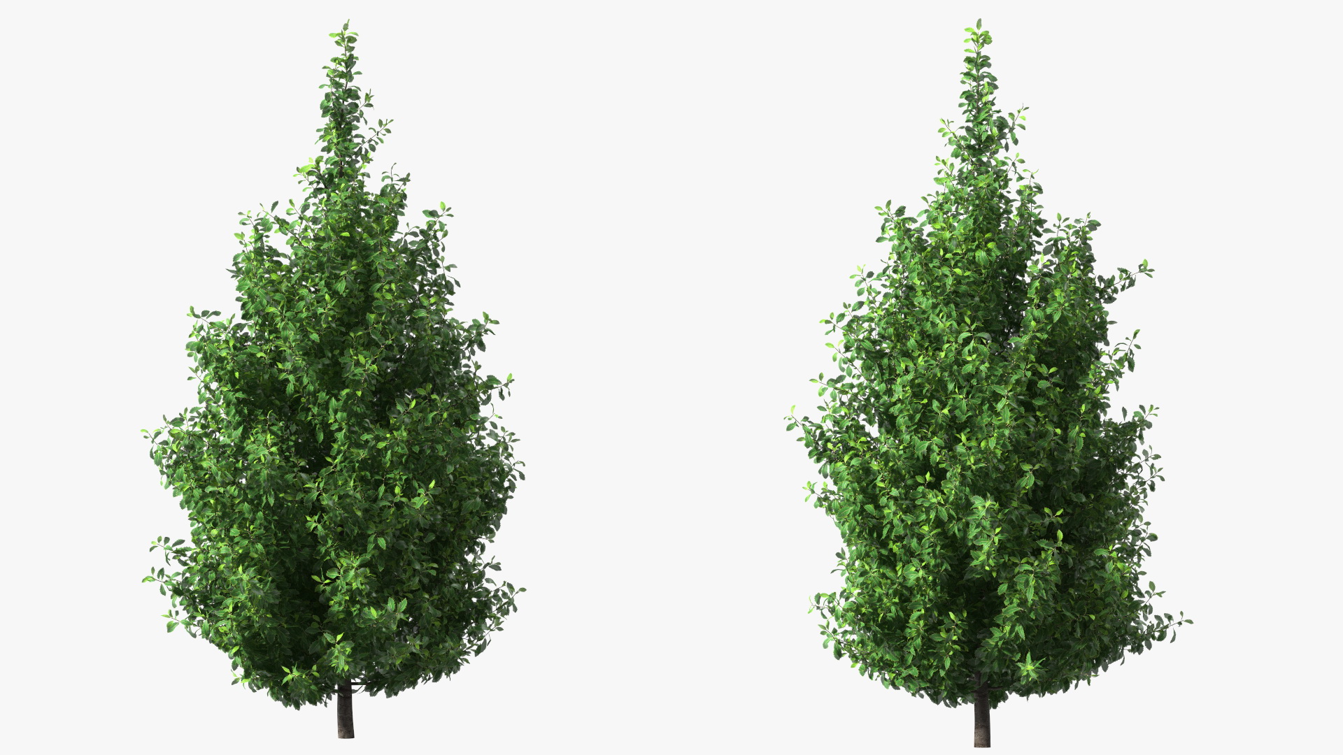3D model Holly Tree