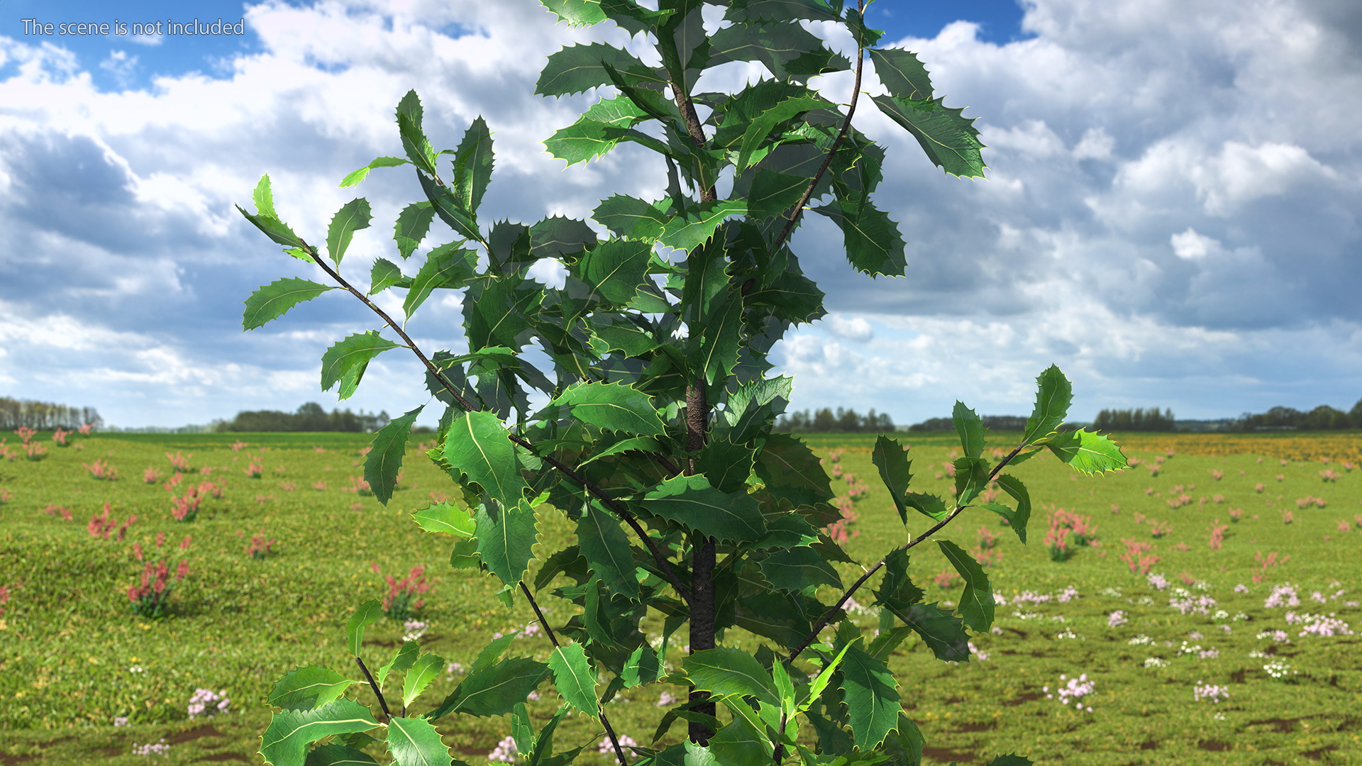 3D model Holly Tree