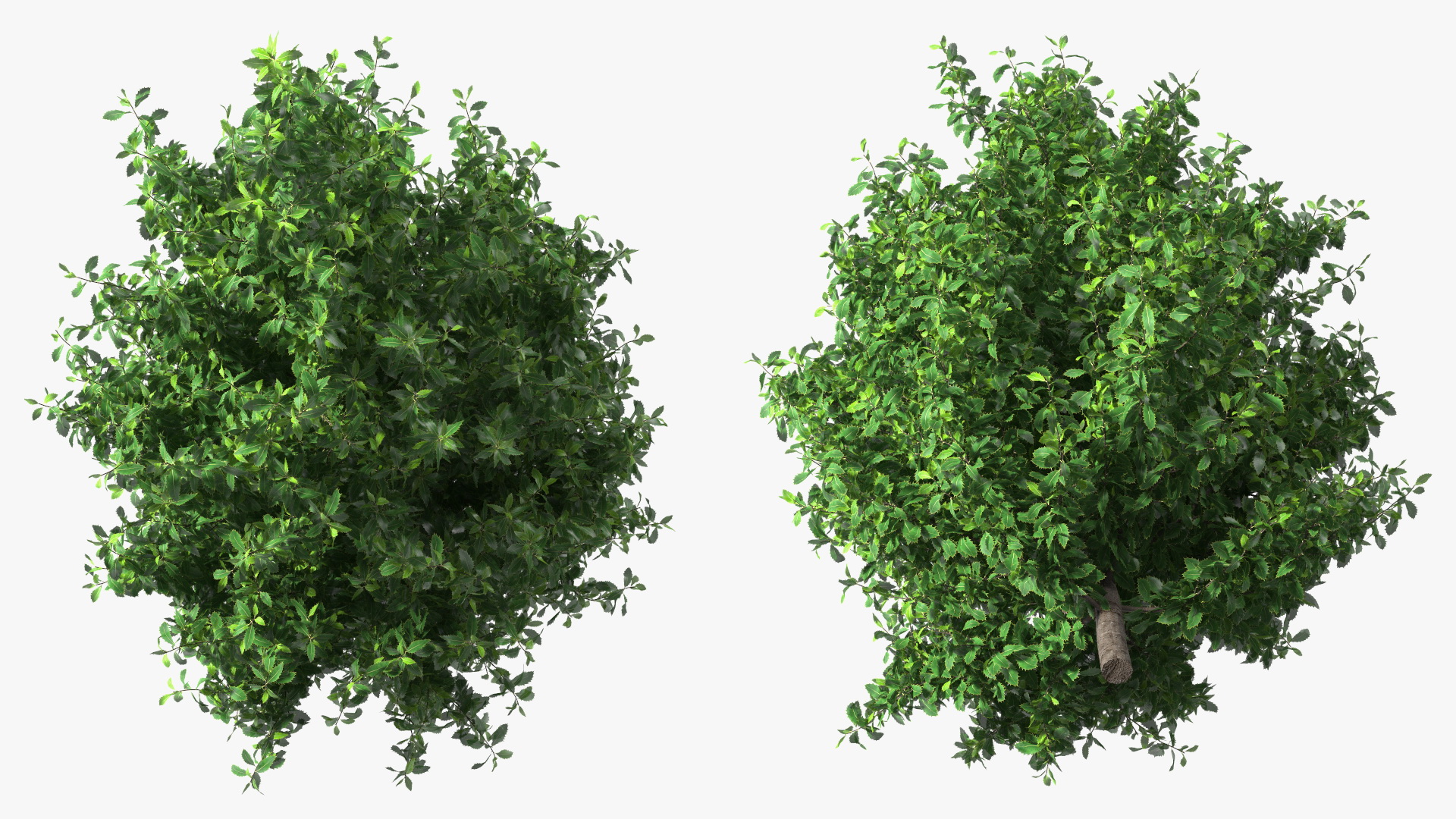3D model Holly Tree