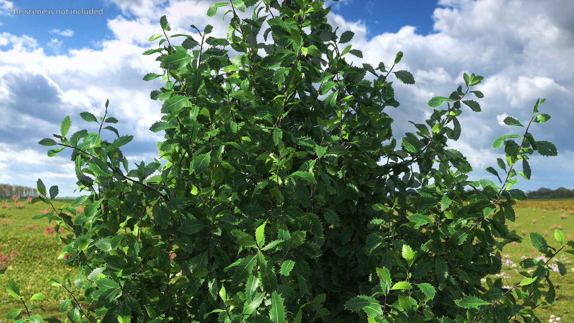 3D model Holly Tree